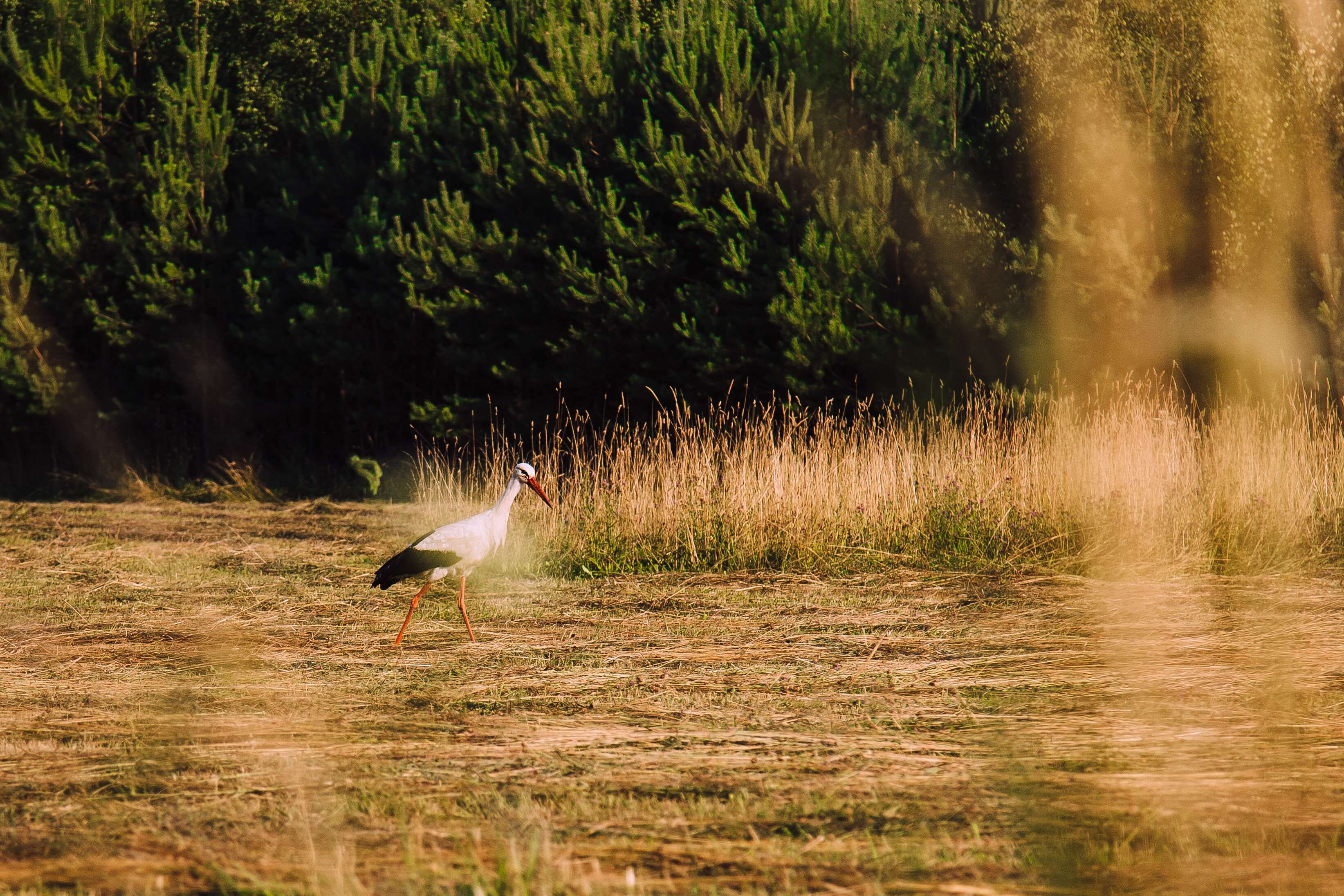 animals in the wild, lake, outdoors, forest, trees, seeking, hay, beauty in nature, grain, flying, bird, dinner, one animal, stork, grass, food, looking, HD Wallpaper
