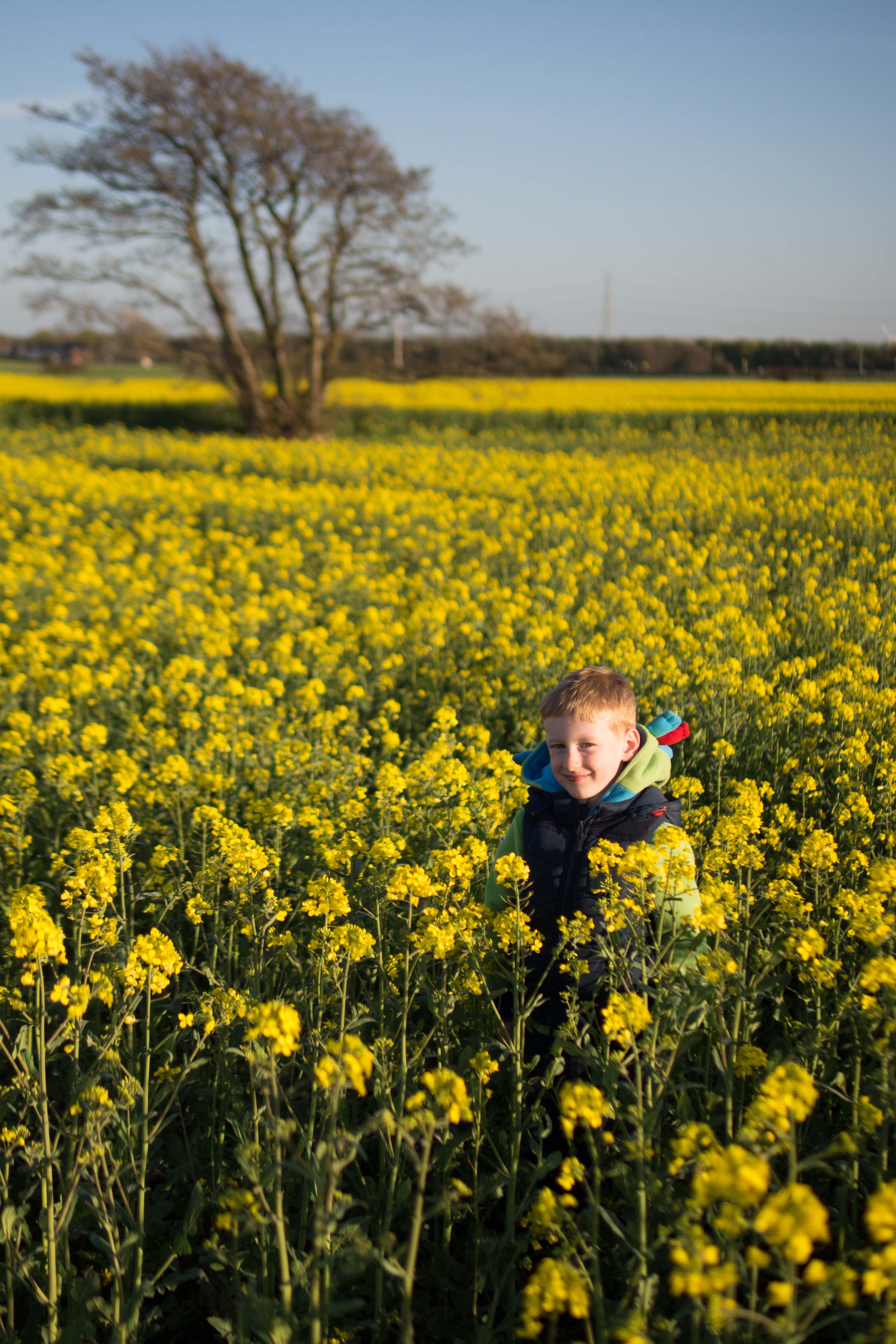 green field, yellow, fun, enjoy, rapeseed, beauty in nature, people, flowering plant, standing, nature, land, 4K, meadow, agriculture, boy, sunny, outdoor, Phone HD Wallpaper