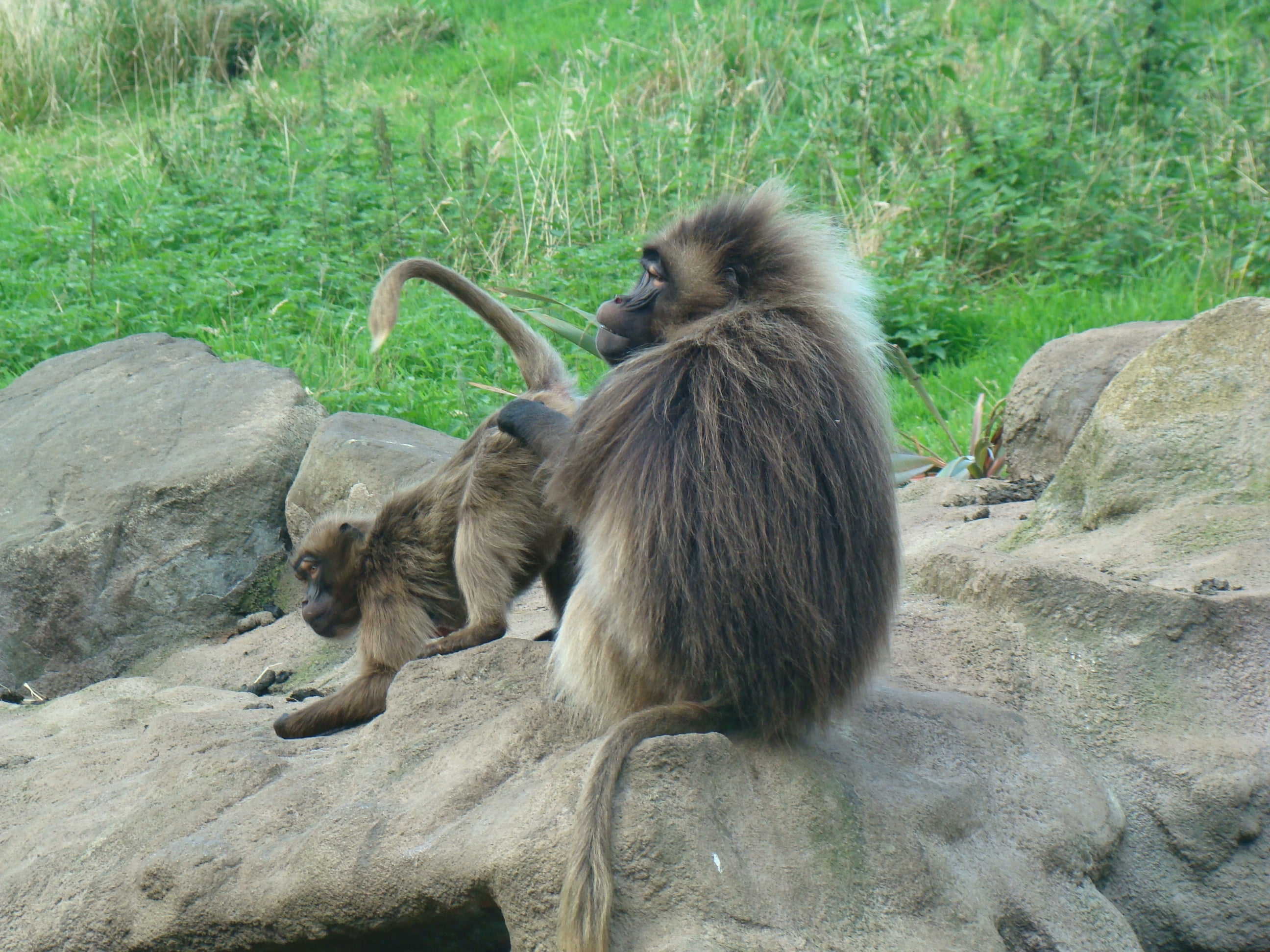 animals In The Wild, sitting, gray, vertebrate, nature, endangered Species, africa, two, two animals, wildlife, 2K, parent, mammal, animal wildlife, baboon, HD Wallpaper