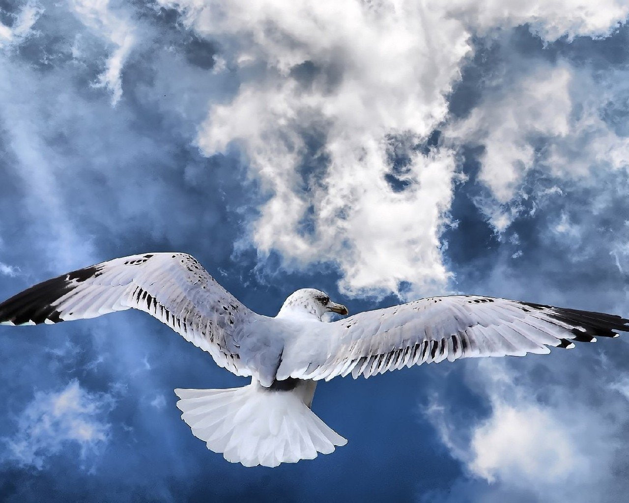 720P, Birds, Albatross, HD Wallpaper
