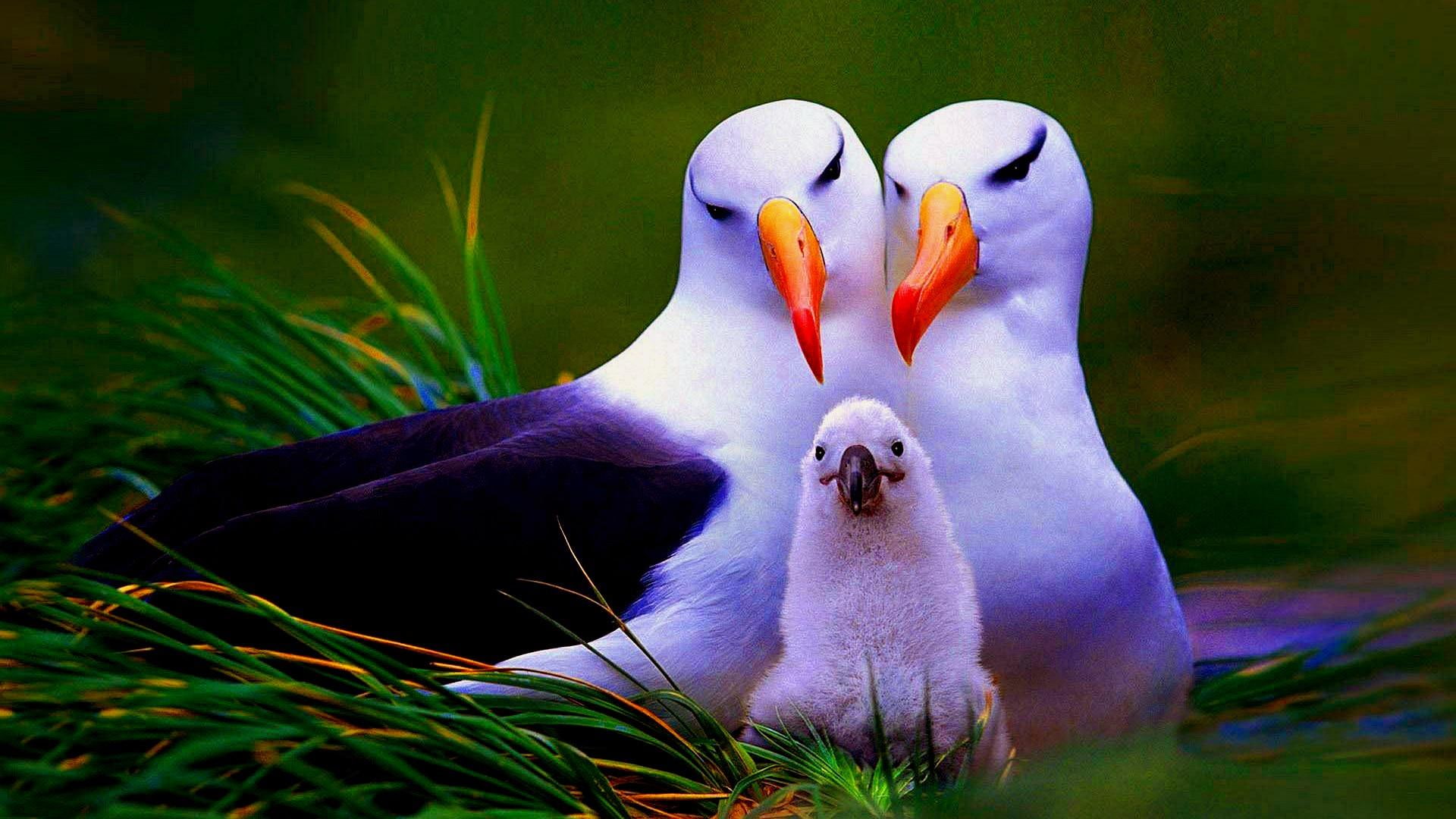 animals, kid, cute, family, birds, albatross family, albatross, bird, 1080P, HD Wallpaper