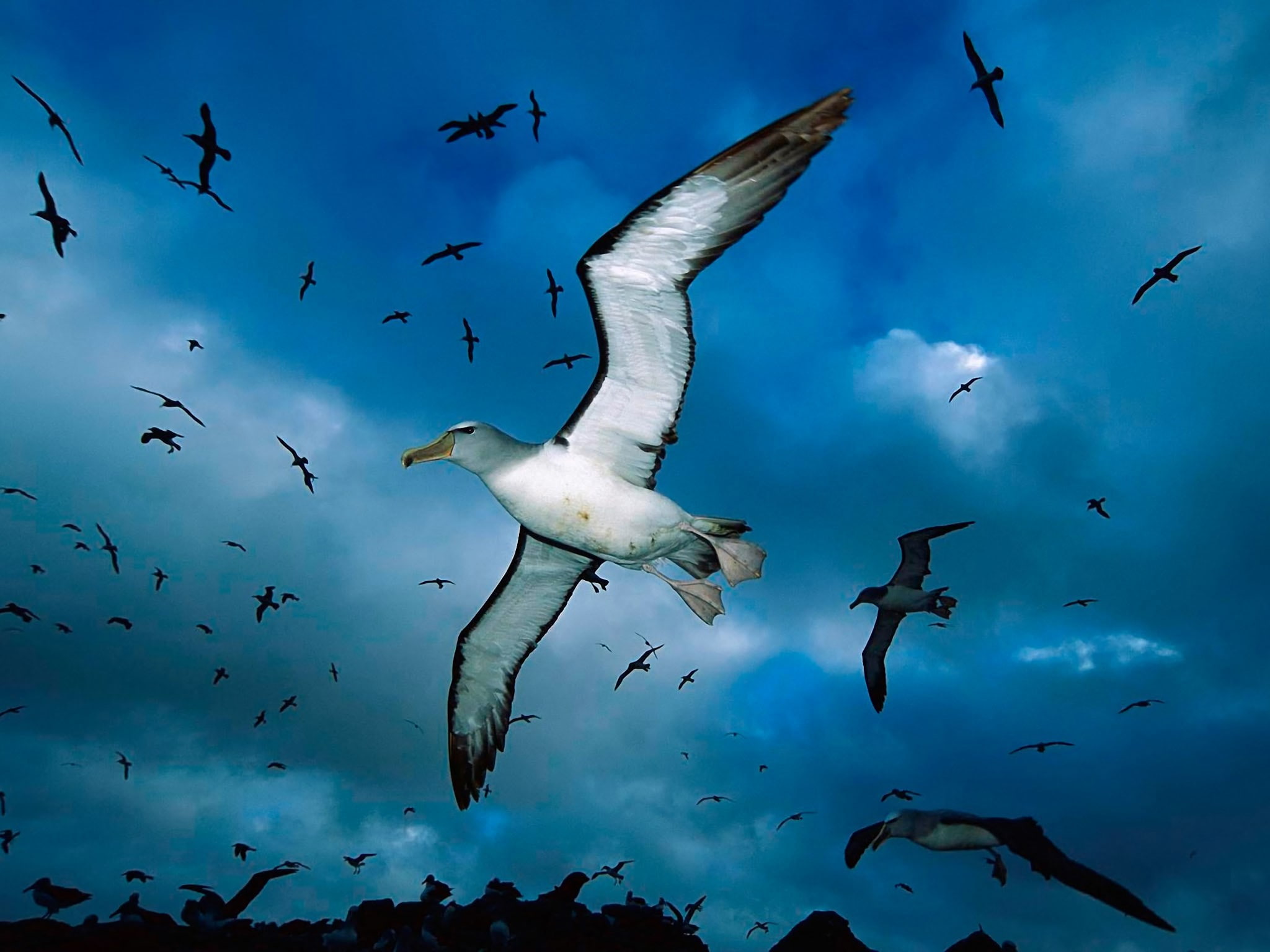 underwater, animal, mid-air, nature, marine, water, bird, group of animals, 1080P, sea life, blue, sky, animals in the wild, seagull, flock of birds, undersea, HD Wallpaper