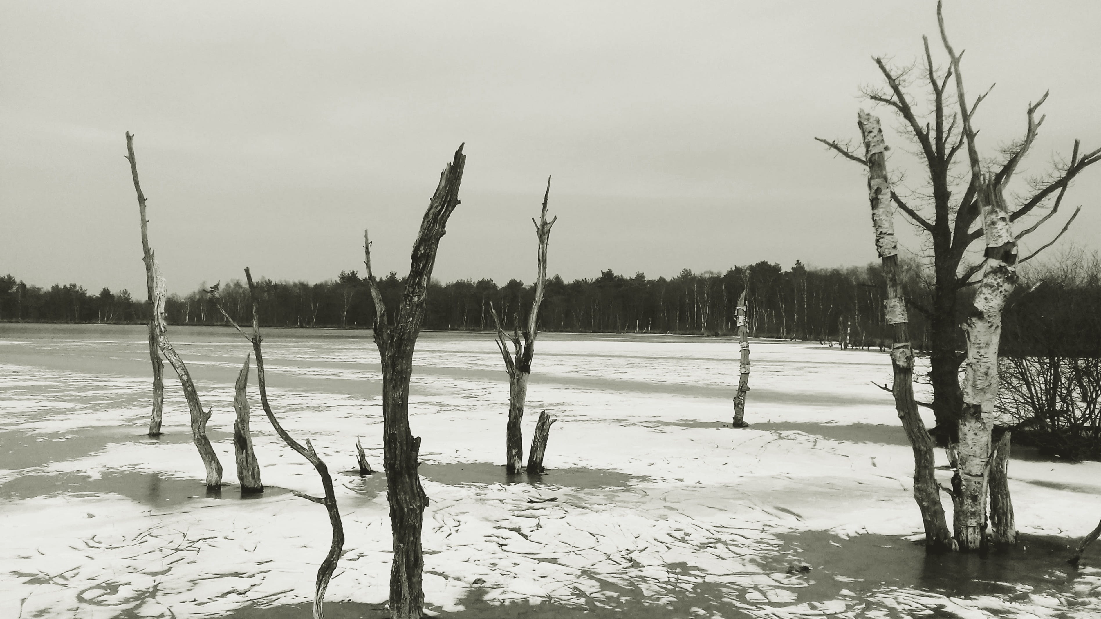 sky, beauty in nature, 2K, snow, ghostly, field, tree, gloomy, dead trees, non-urban scene, vörder country, frozen, birch, cold temperature, land, bare tree, HD Wallpaper
