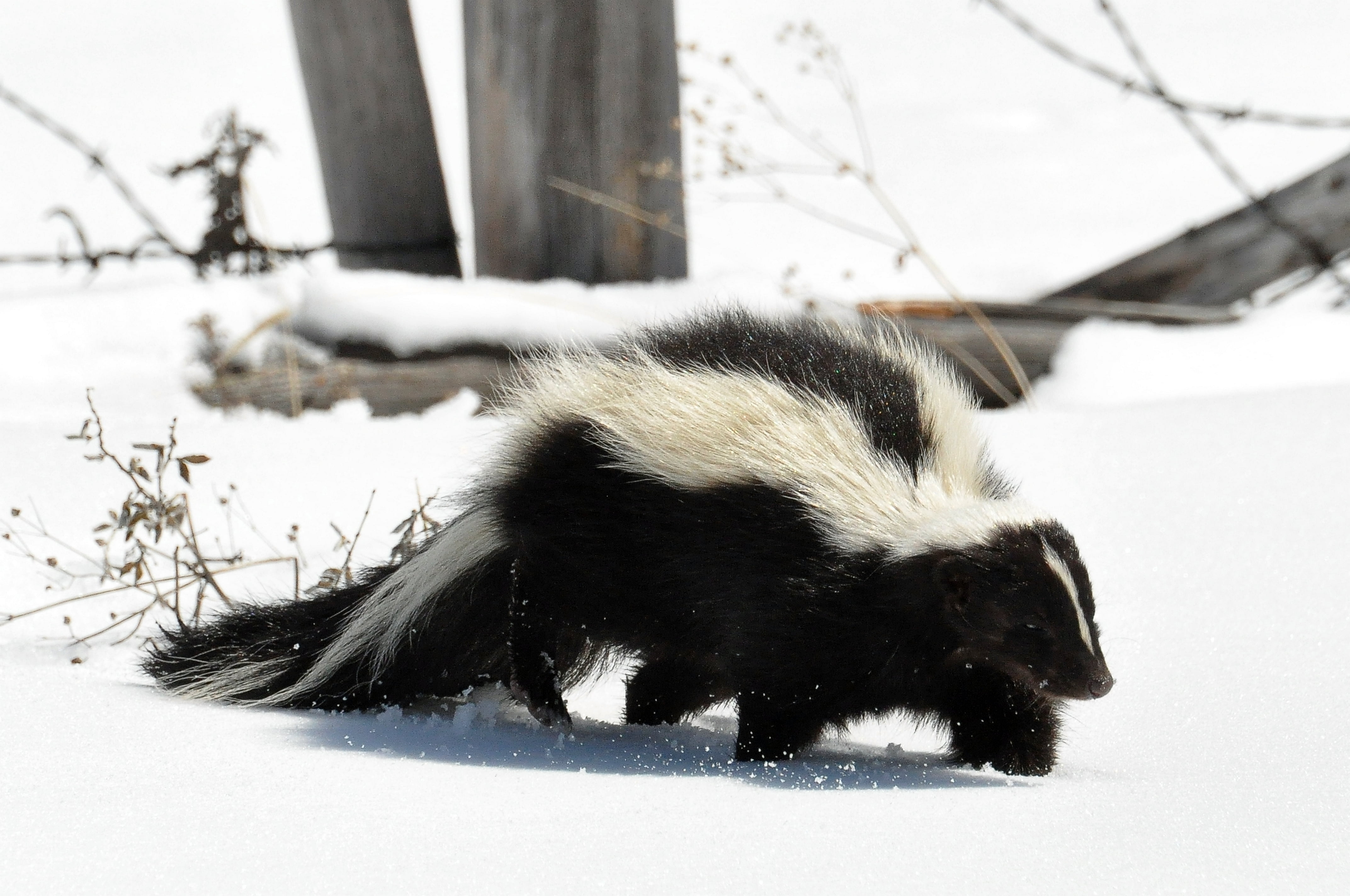animals In The Wild, trail, cute, 4K, day, skunk, vertebrate, tree, one Animal, animal, mammal, nature, winter, white, animal themes, close-up, wildlife, HD Wallpaper