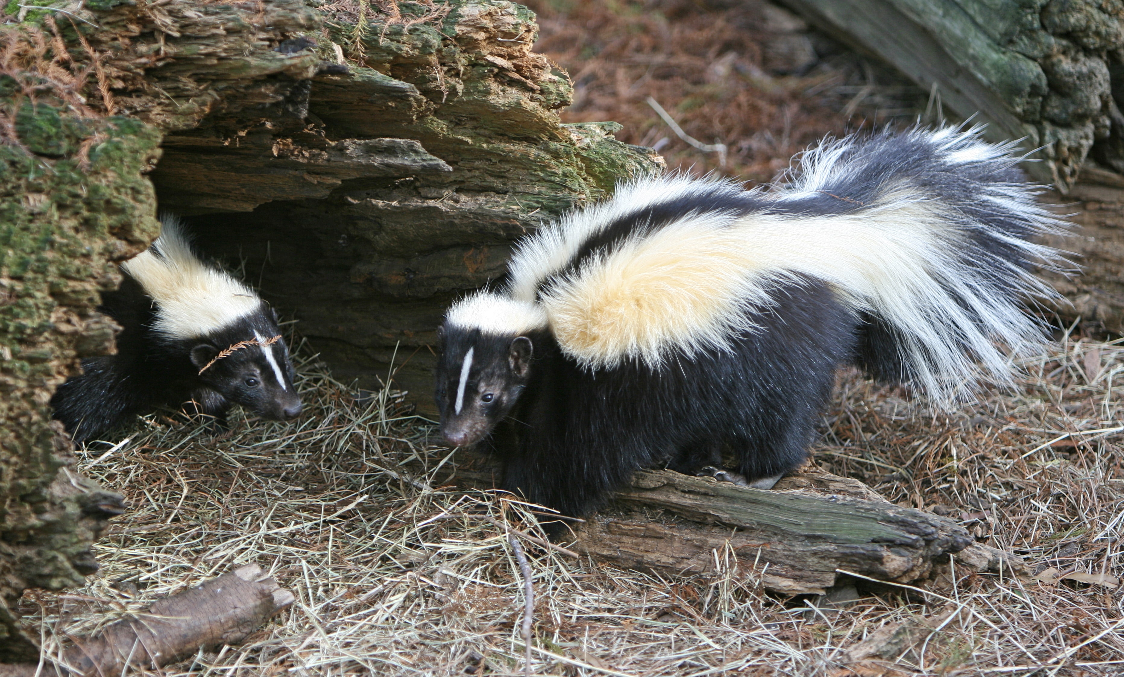 skunks, animal wildlife, outdoors, herbivorous, animal themes, plant, day, no people, tail, two, mammal, black, tree, hole, animals in the wild, young animal, HD Wallpaper