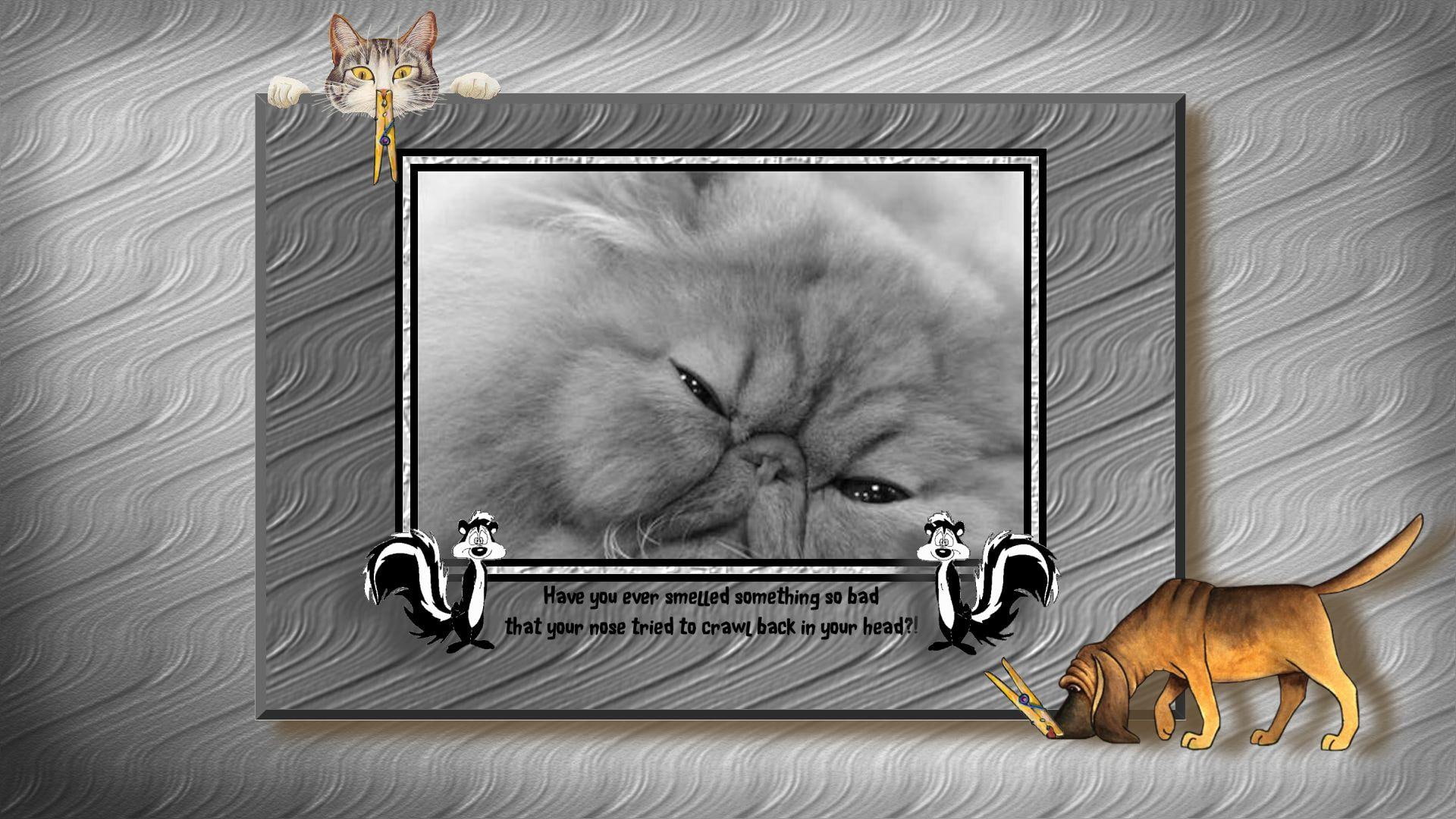 animals, text, hound, bad, skunks, 1080P, cats, HD Wallpaper