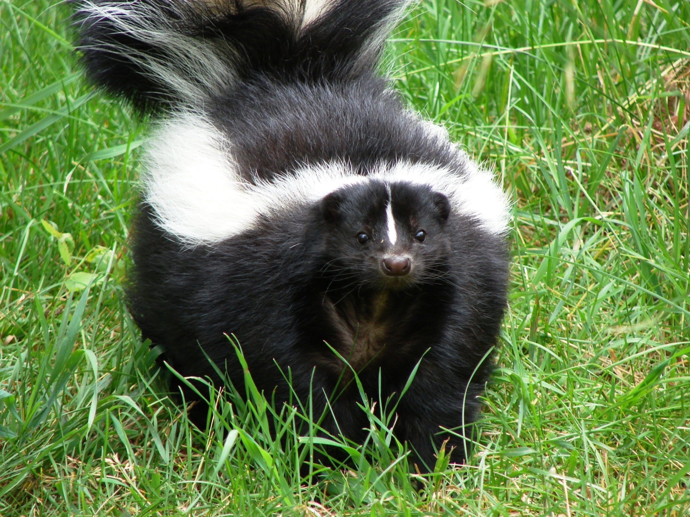vertebrate, small, young animal, animals in the wild, black color, mammal, black, looking, pets, cute, plant, day, thick, green Color, outdoors, animal, HD Wallpaper