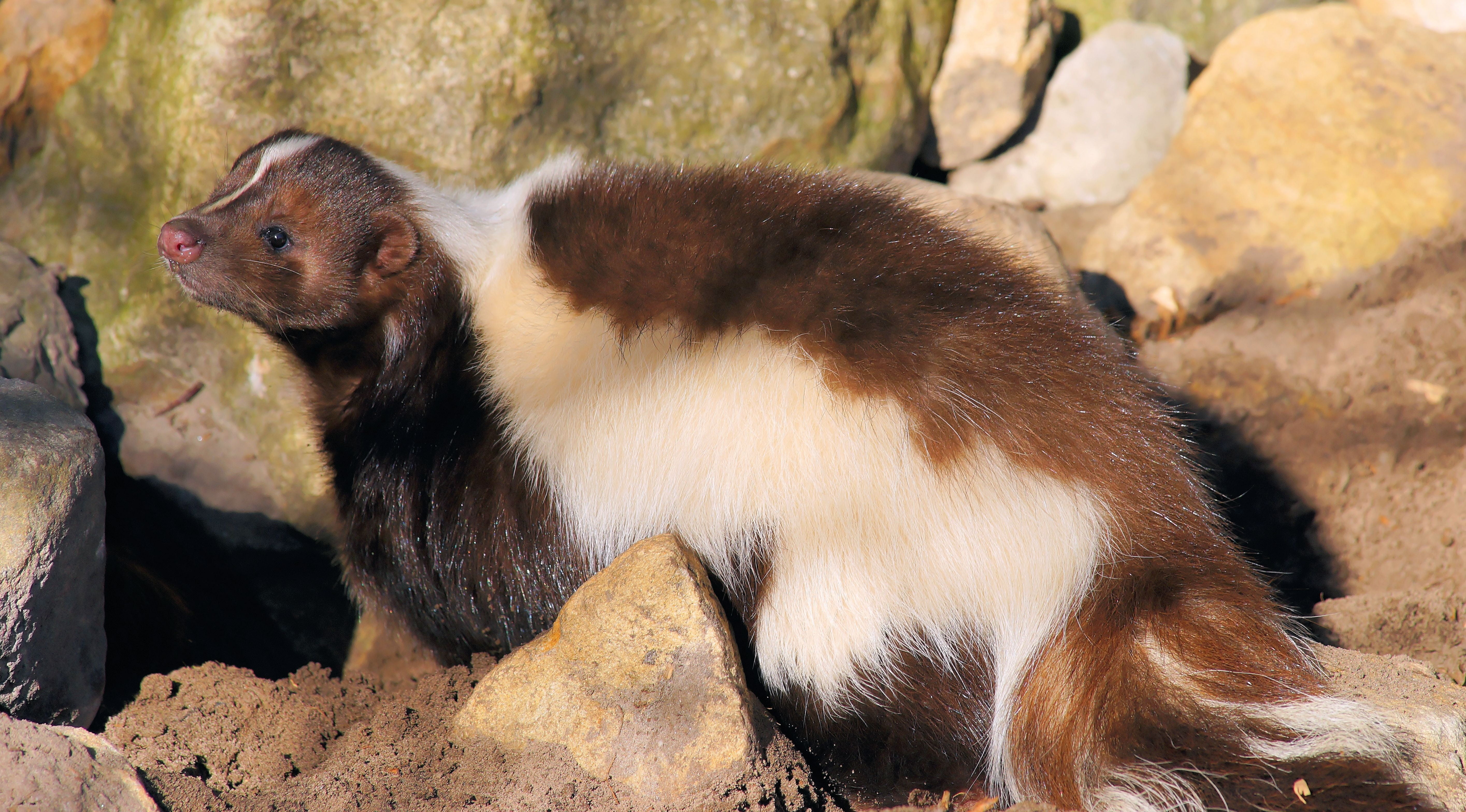 vertebrate, nature, sitting, day, tree, land, rock, rock - object, fur, animals in the wild, cute, focus on foreground, one animal, animal wildlife, skunk, HD Wallpaper