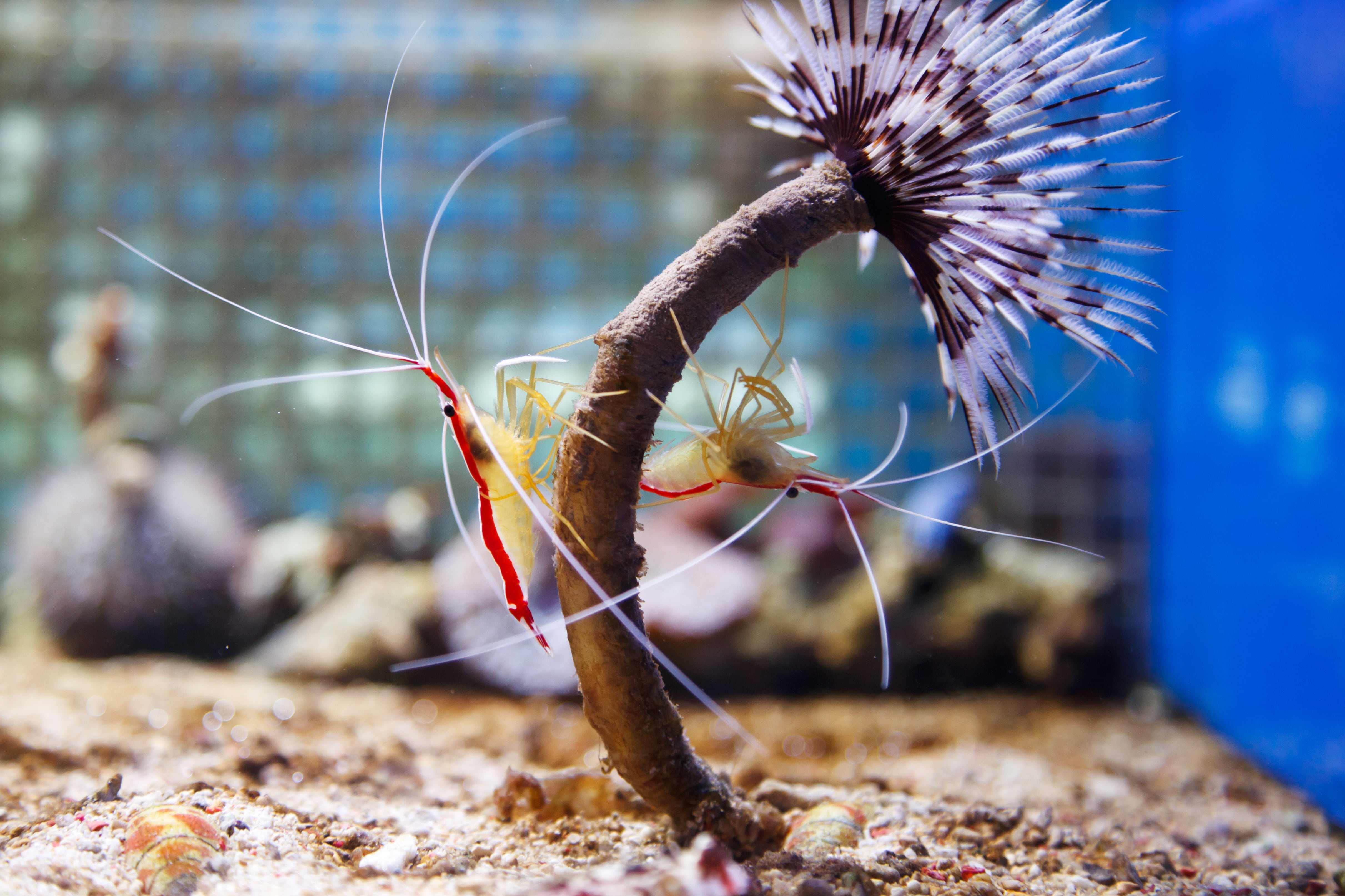 legs, 4K, animal, focus on foreground, poisonous, northern, selective focus, animals in the wild, selective, sea, aquarium, animal themes, undersea, coral, HD Wallpaper