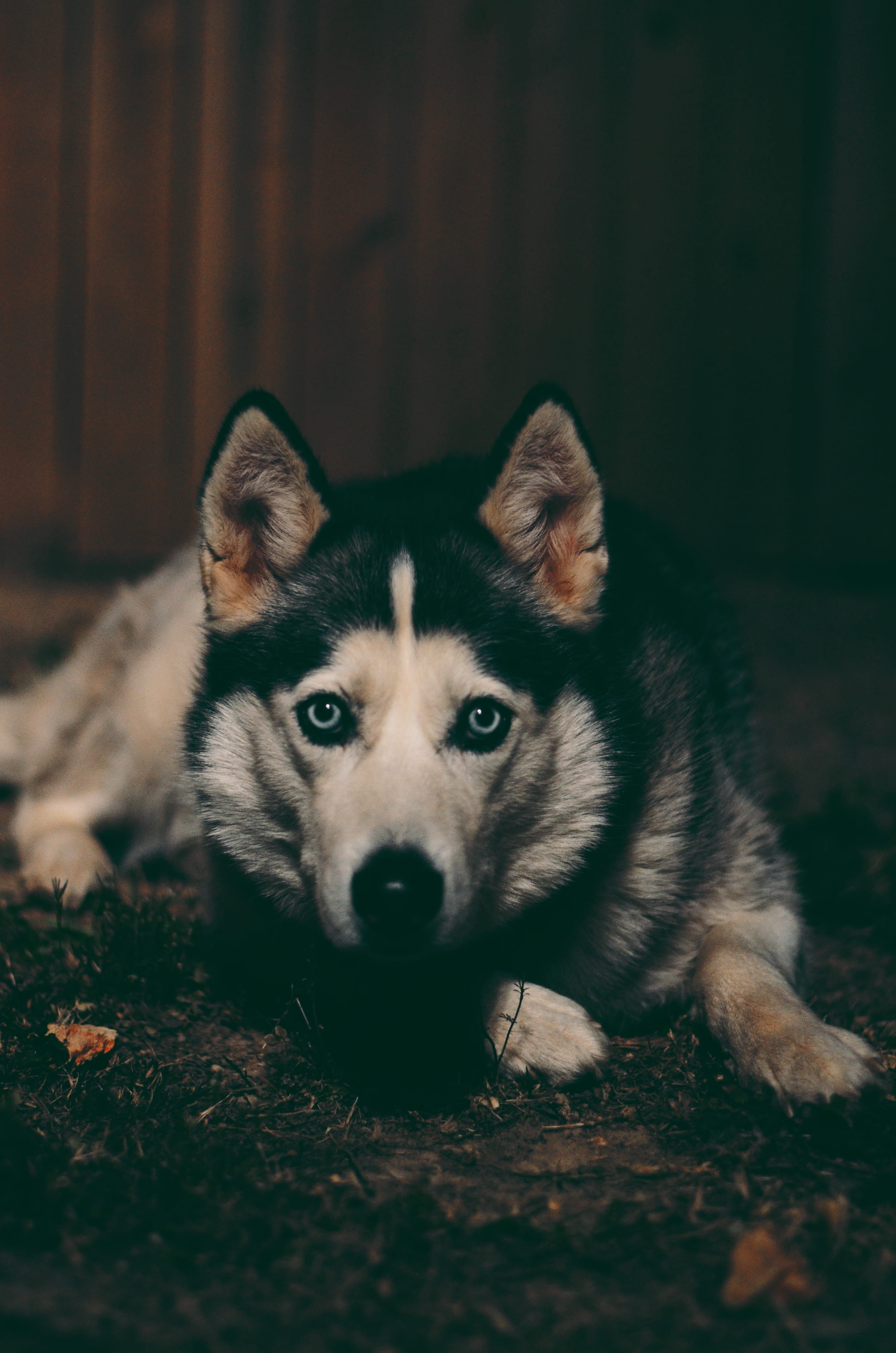 night, mammal, vertebrate, eskimo dog, no people, dog, adult, relaxation, one animal, indoors, fish, wolf, canine, nature, looking at camera, ground, wildlife, Phone HD Wallpaper