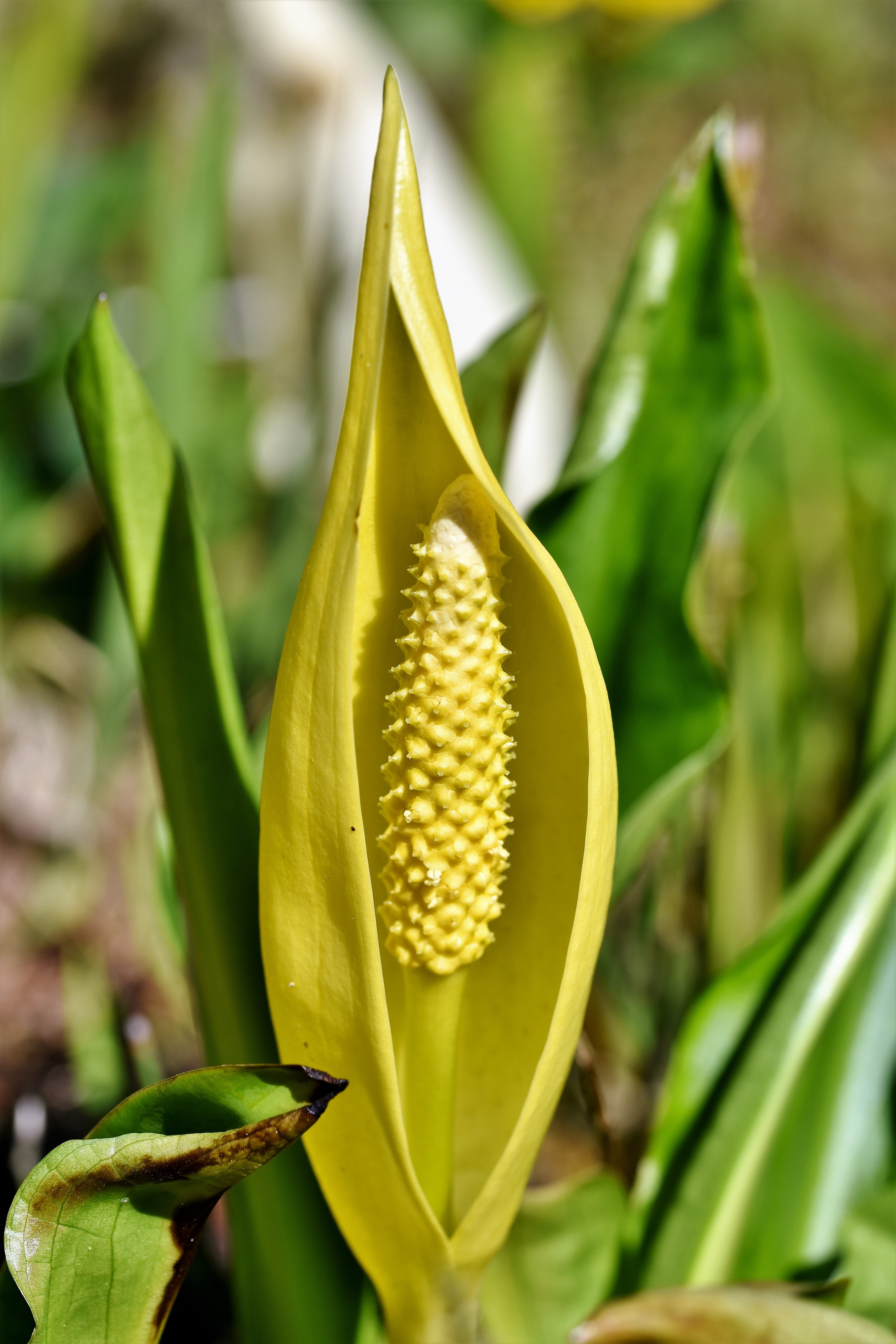 yellow, nature, selective focus, close-up, green color, focus on foreground, day, vulnerability, growth, fragility, flowering plant, skunk cabbage, leaf, Phone HD Wallpaper