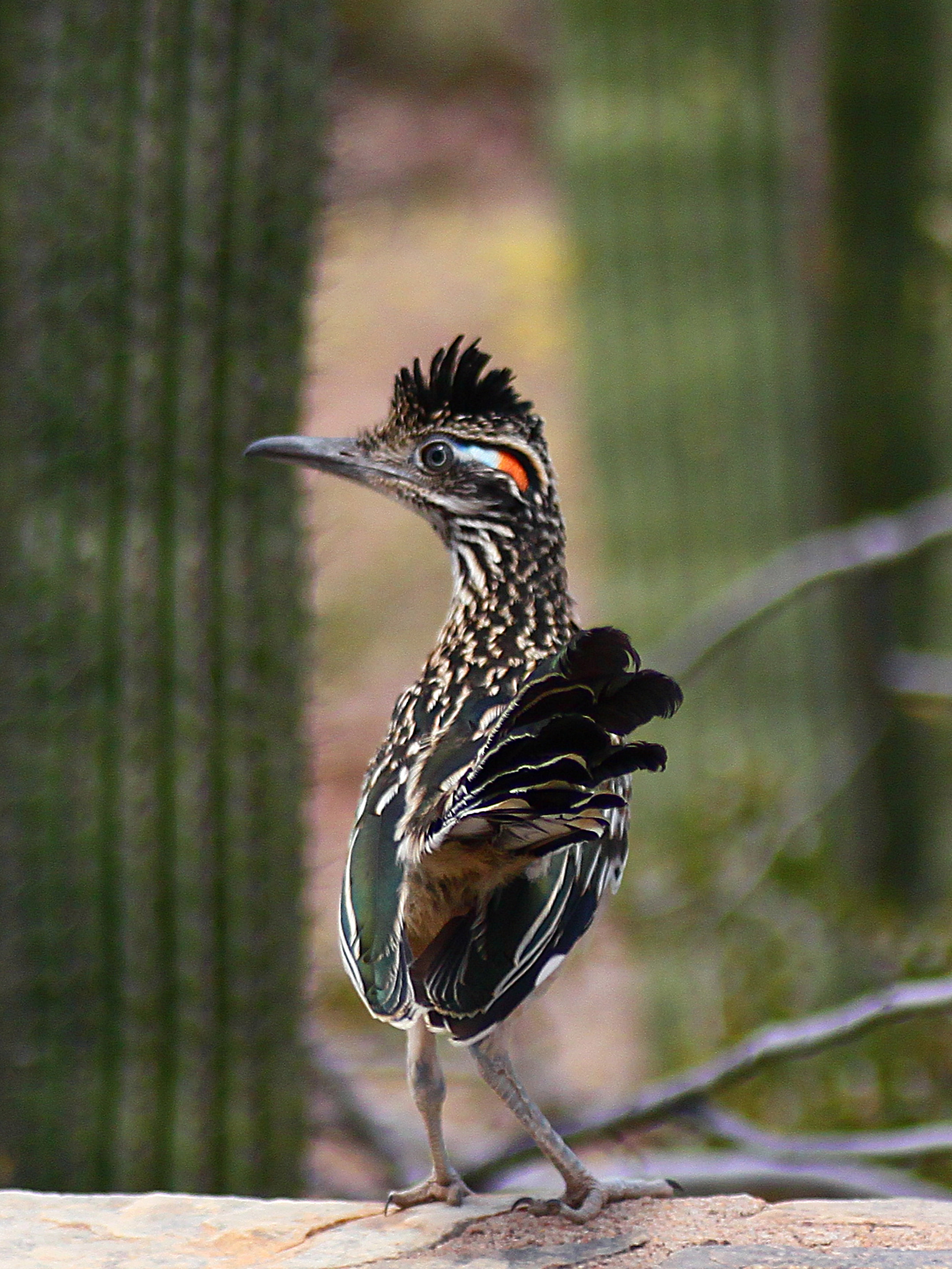 animal, side view, close-up, animal wildlife, vertebrate, feathered, white, animals in the wild, one animal, looking, no people, road-runner, desert, black, Phone HD Wallpaper