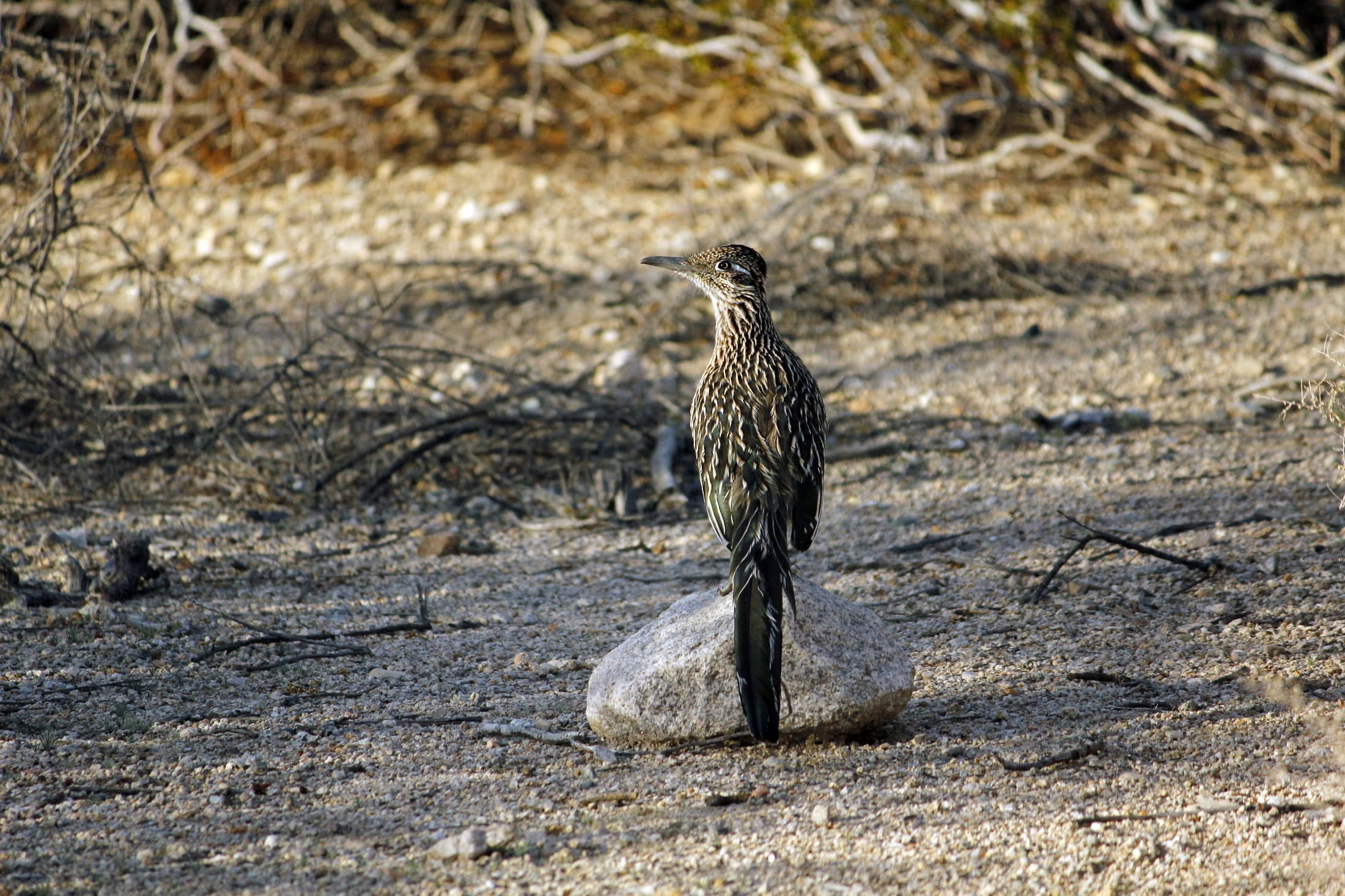 animal themes, nature, no people, predator, chaparral, usa, outdoors, california, wildlife, rock, 1080P, rock - object, sunlight, bird, perched, joshua tree national park, HD Wallpaper