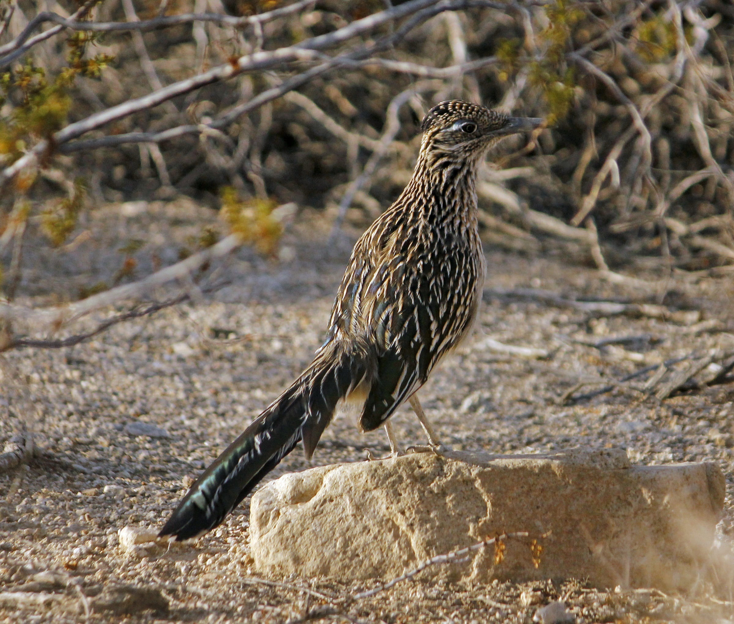 fast, portrait, predator, falcon - bird, full length, animal, outdoors, day, no people, chaparral, animal themes, rock - object, looking away, rock, animal wildlife, HD Wallpaper