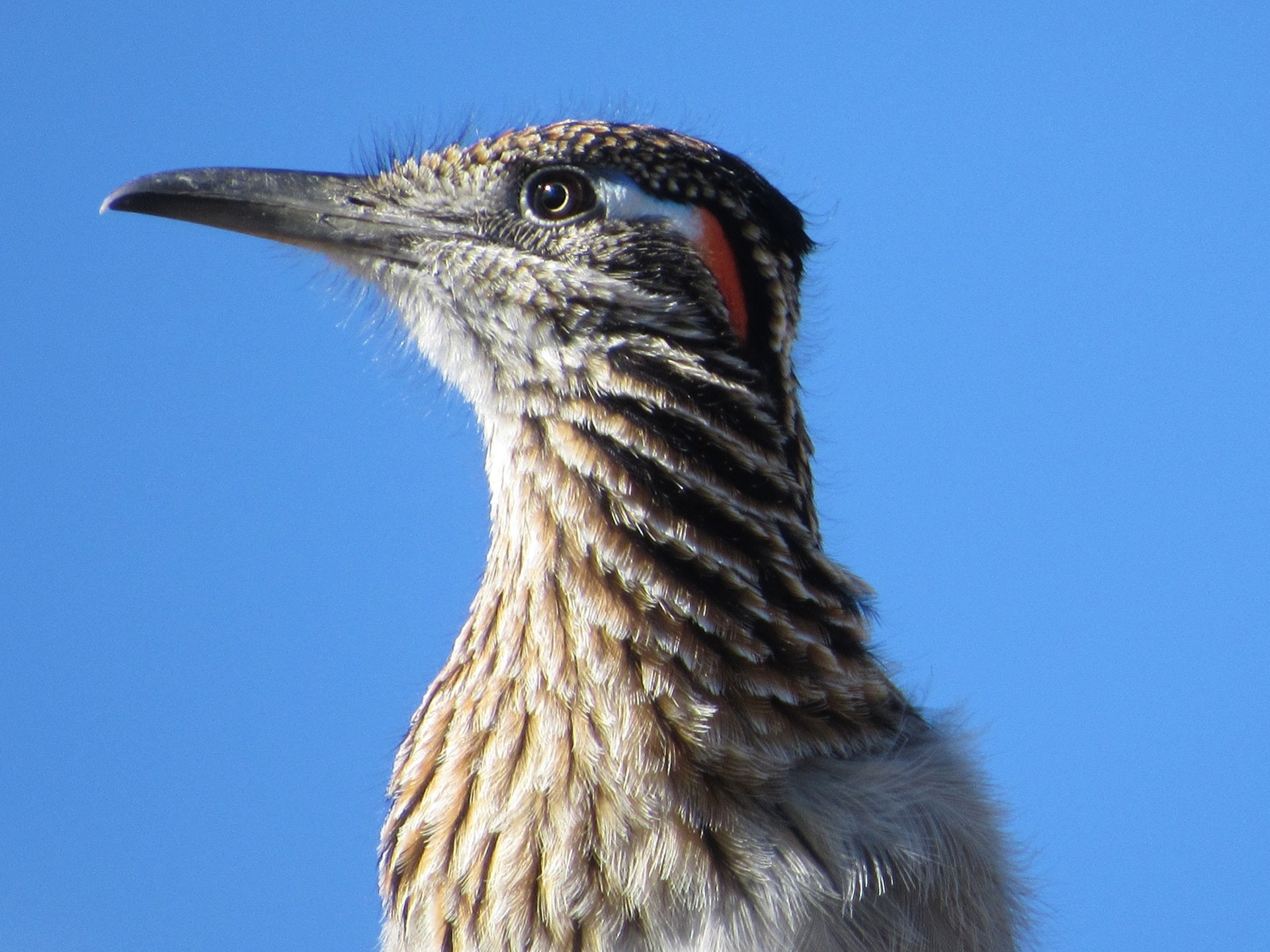 1080P, Birds, Roadrunner, HD Wallpaper