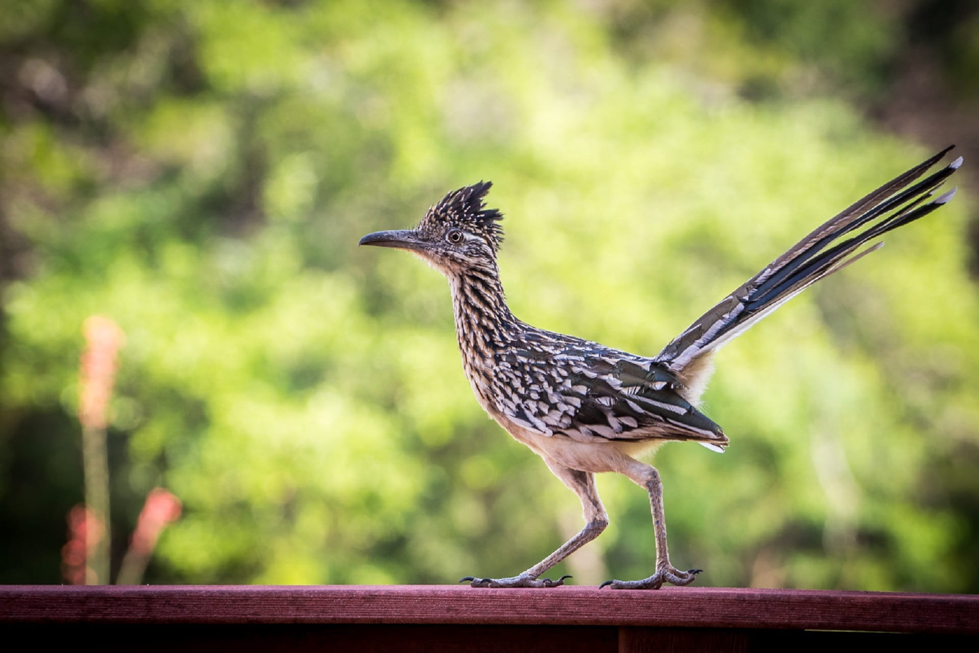 no people, plumage, outdoors, animal wildlife, focus on foreground, spread wings, close, wood - material, zoology, wild animal, red, cuckoo, railing, animal, HD Wallpaper
