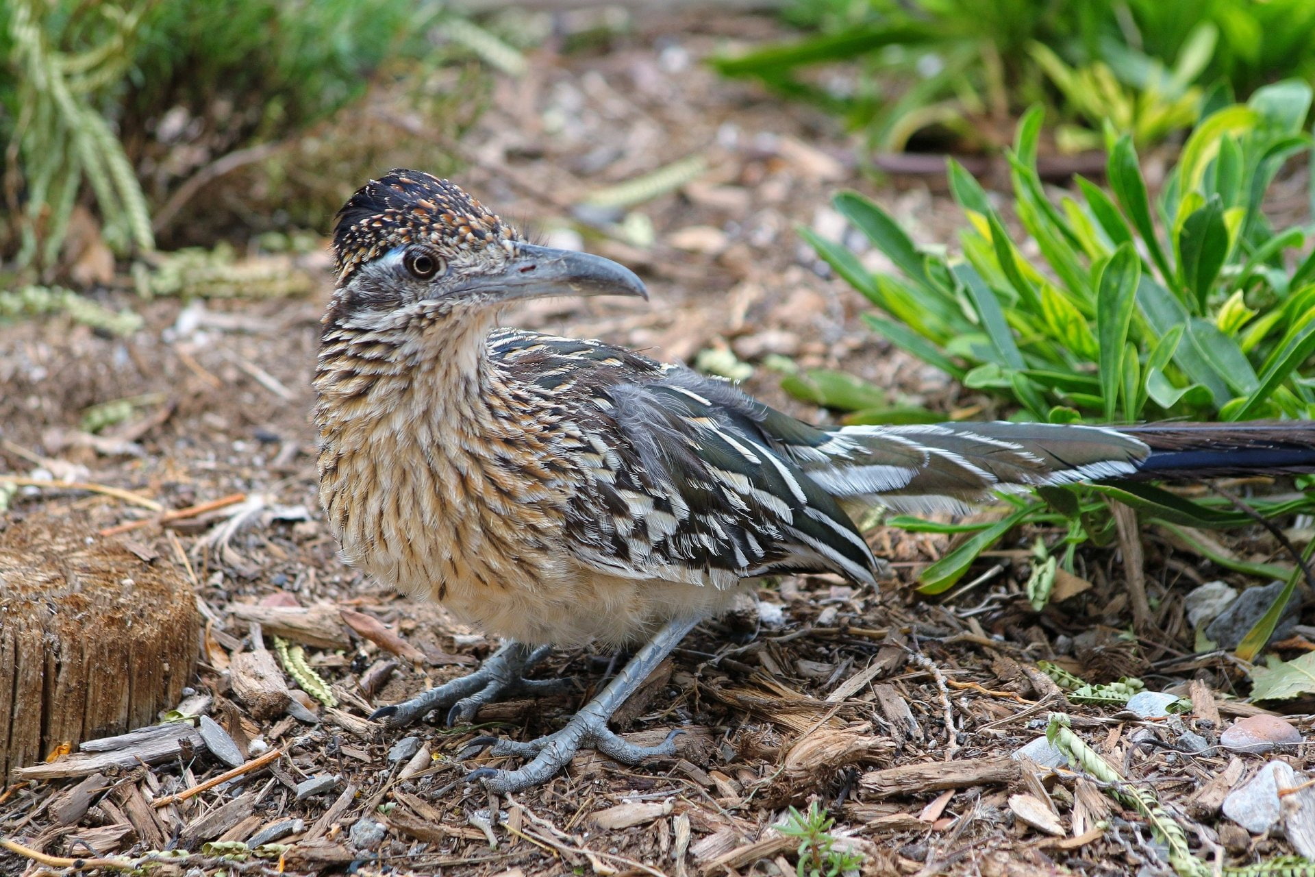 Birds, Bird, 1080P, Roadrunner, HD Wallpaper