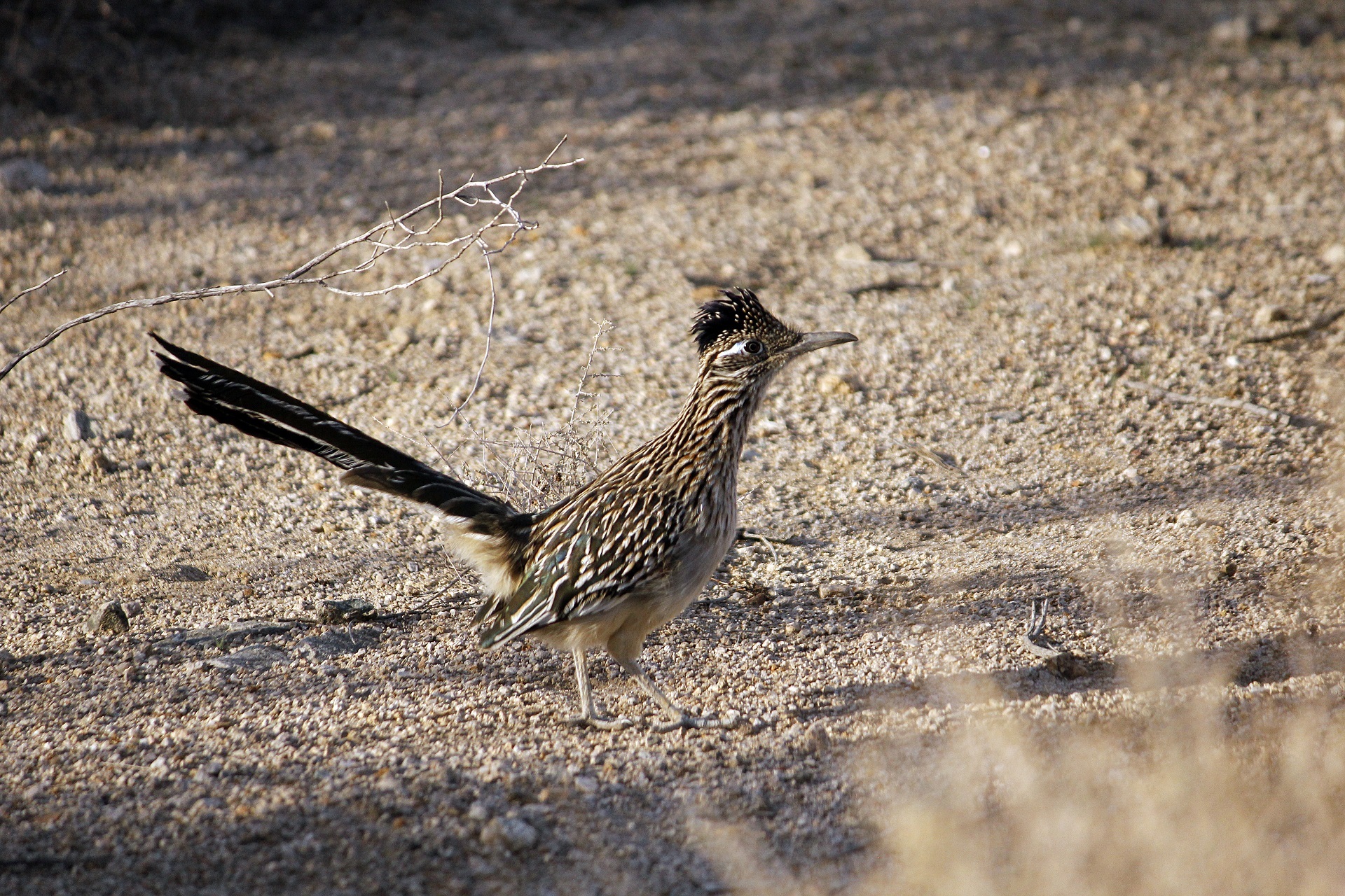 dirt, animals in the wild, full length, geococcyx, outdoors, field, animal wildlife, chaparral, roadrunner, road runner, nature, semi-arid, day, arid climate, HD Wallpaper
