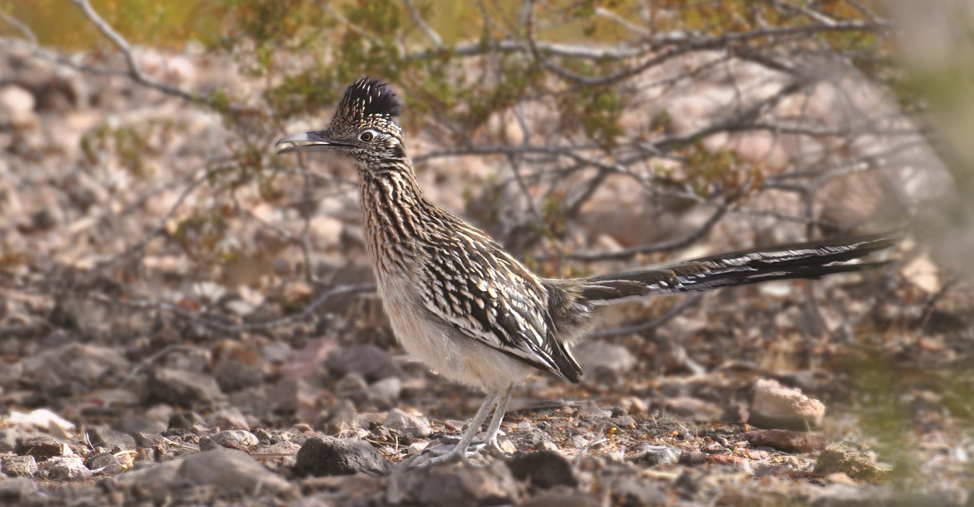 arid climate, no people, road runner, outdoors, vertebrate, tree, animal wildlife, ground cuckoo, predator, animals in the wild, running, bird, day, one animal, HD Wallpaper