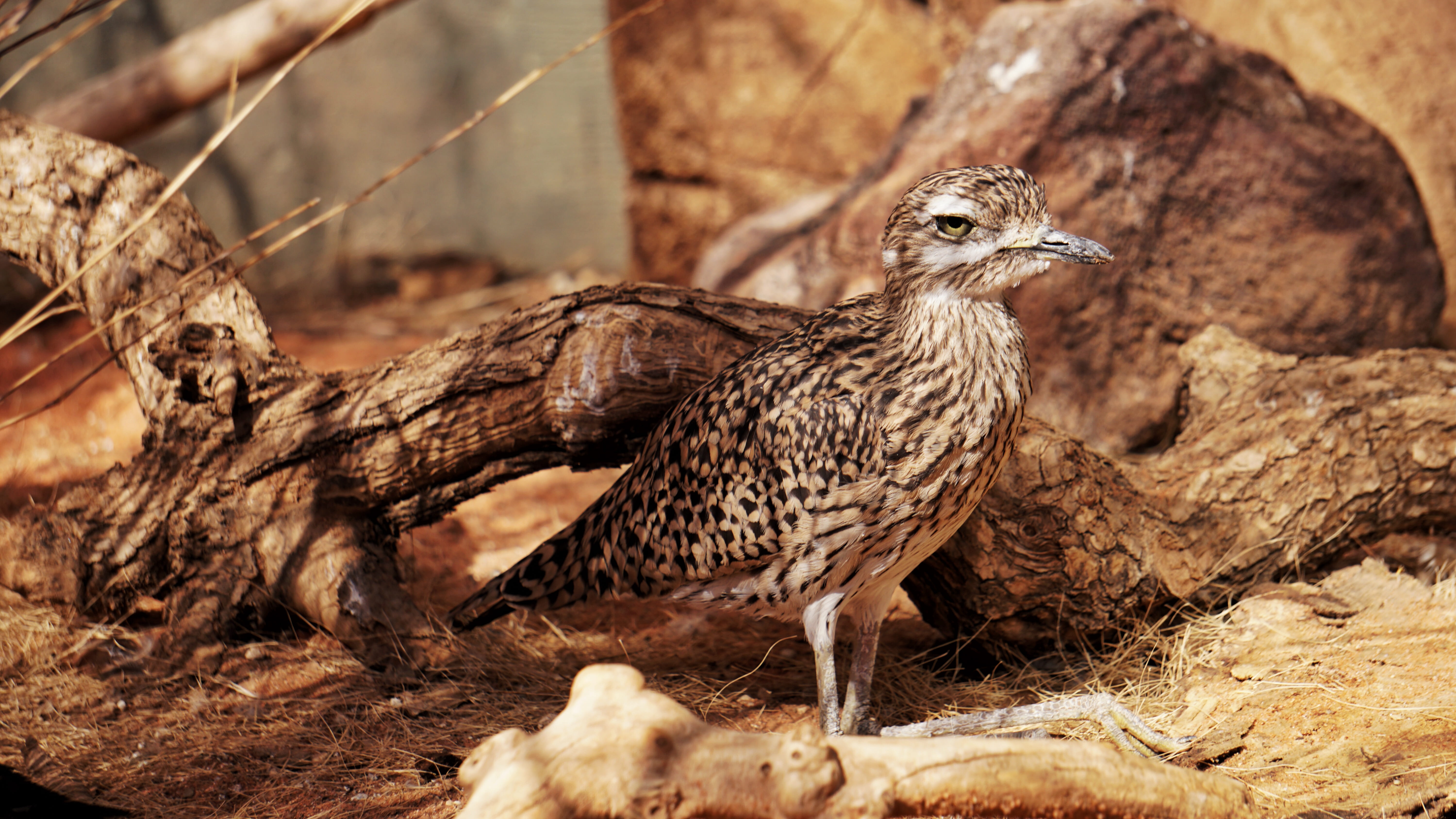 5K, roadrunner, nature, tree, animal, day, bird of prey, no people, quail, focus on foreground, trunk, vertebrate, beak, animals in the wild, outdoor, HD Wallpaper