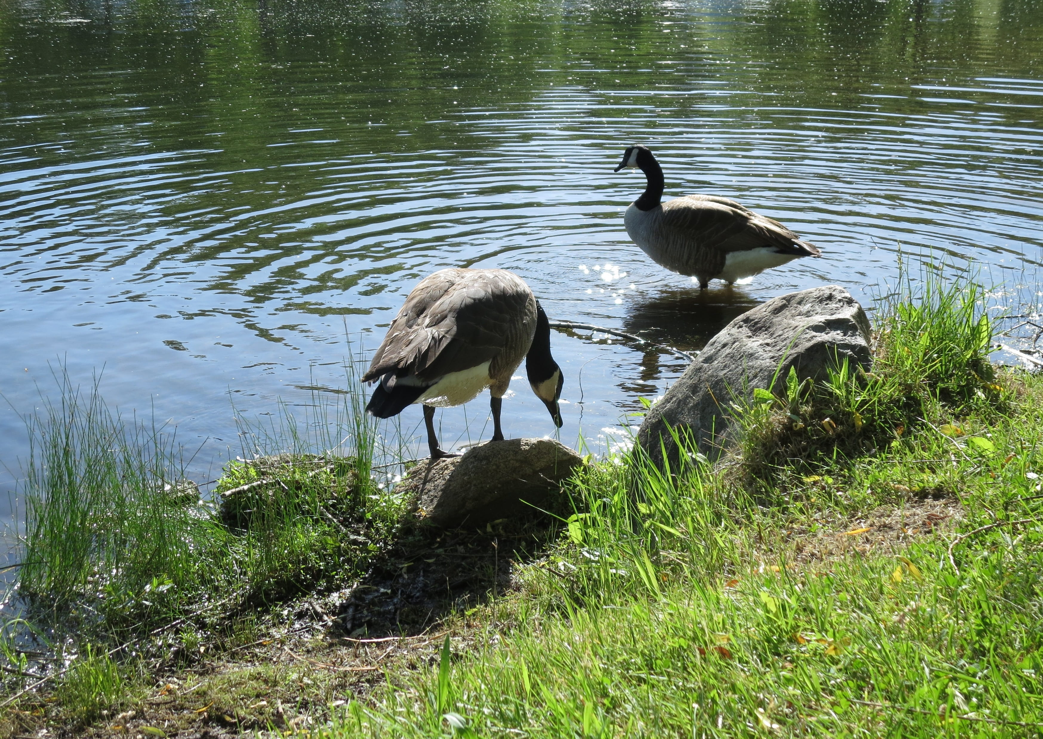grass, animal, lake, vertebrate, no people, plant, group of animals, two animals, nature, bird, water, wile geese, outdoors, animals in the wild, animal themes, HD Wallpaper