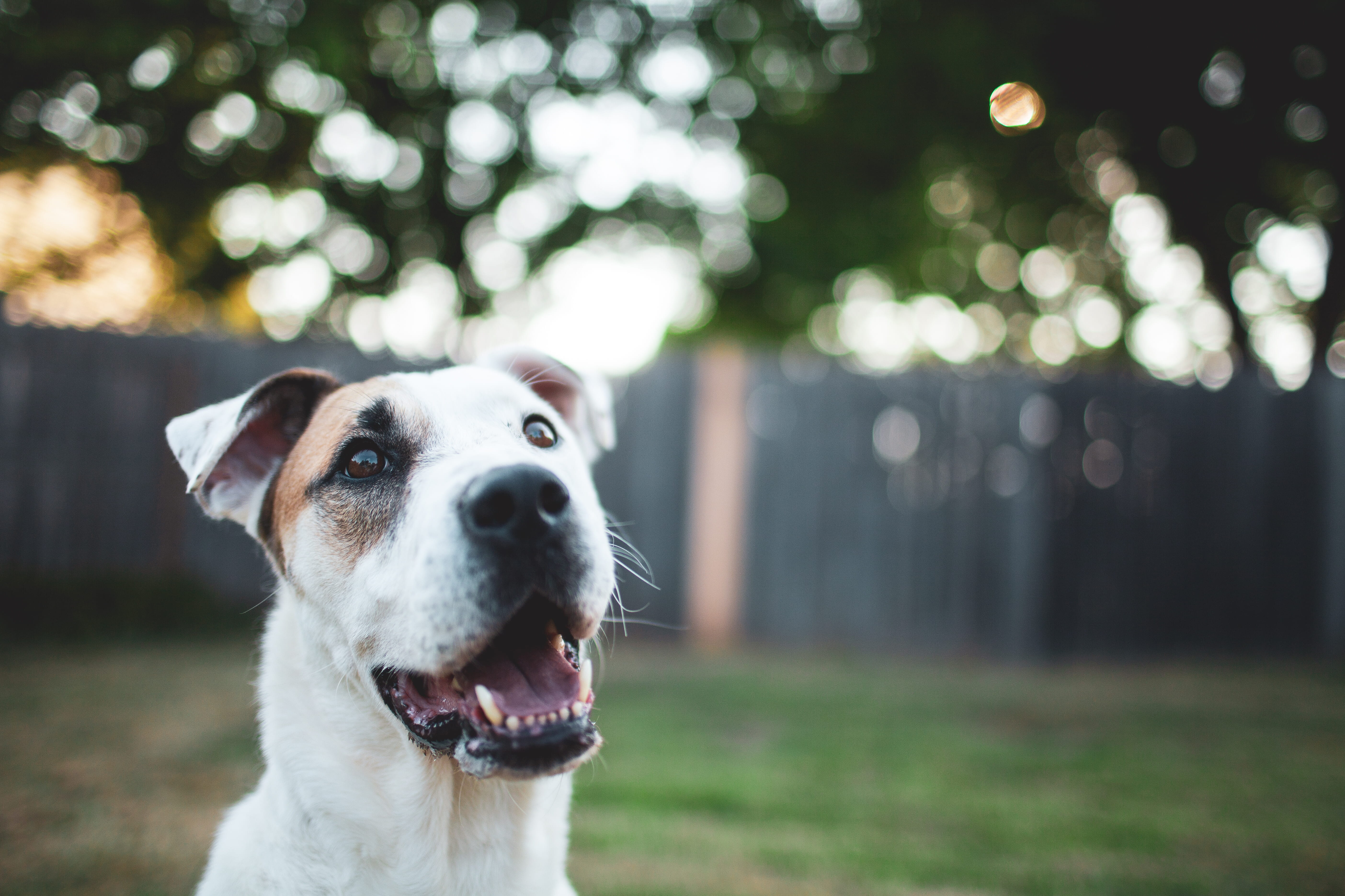 animal, outdoors, focus on foreground, one animal, domestic, animal body part, united states, close-up, lab, 5K, mouth open, vertebrate, edmond, puppy, HD Wallpaper