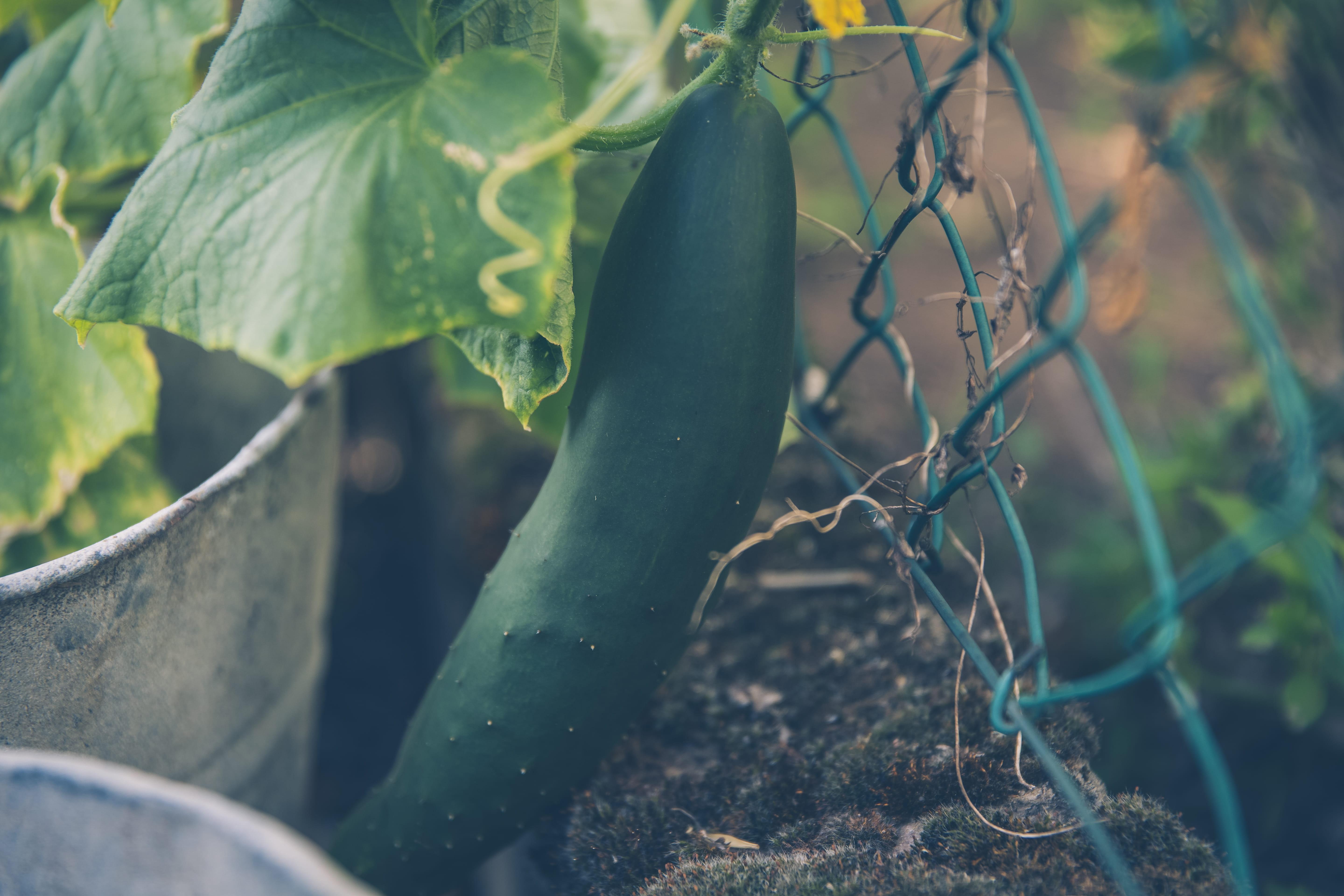 plant, selective focus, food and drink, focus on foreground, pepper, flora, tree, field, outdoors, bell pepper, plant part, growth, day, produce, nature, HD Wallpaper