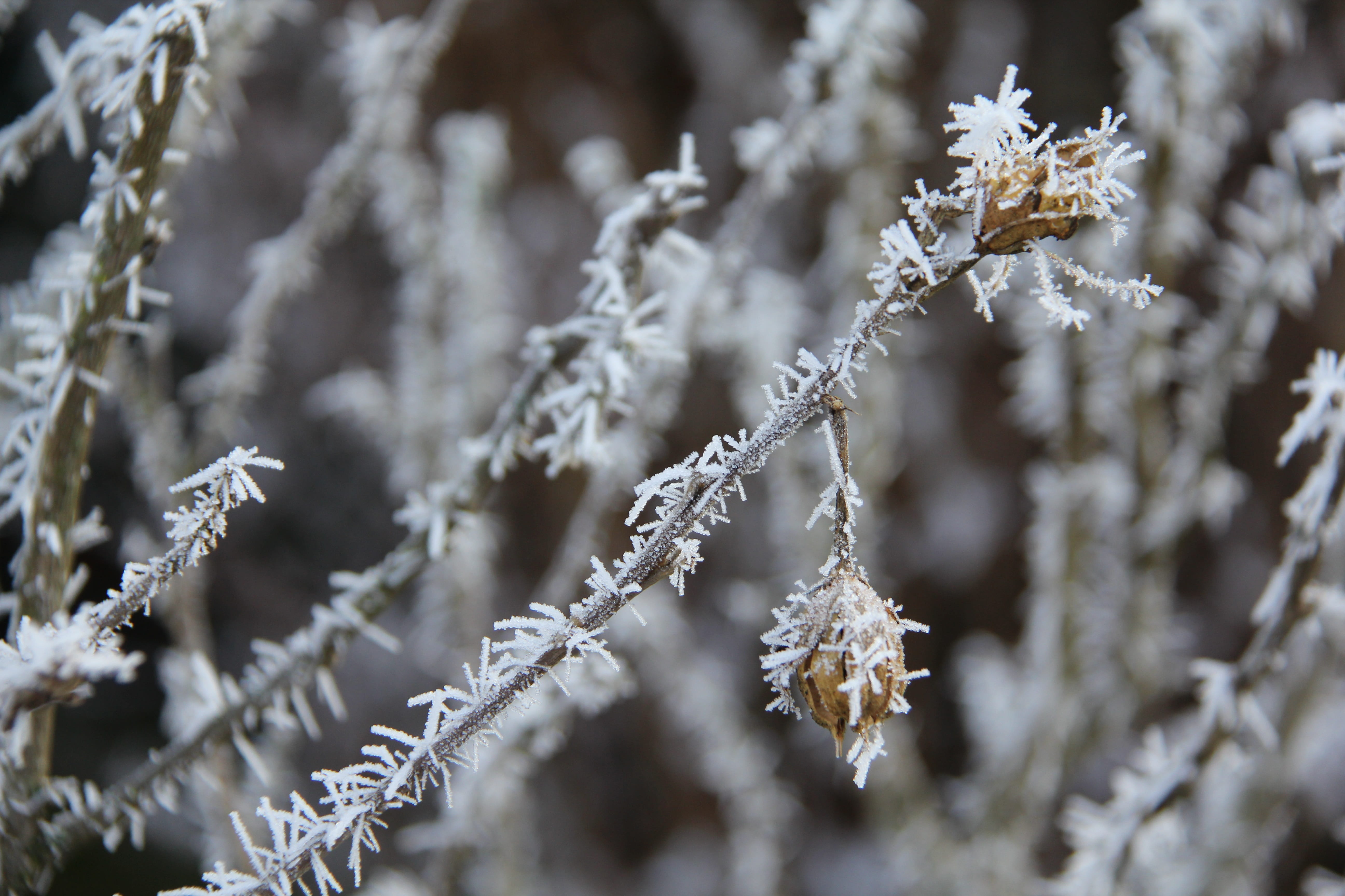 white color, wintry, day, snow, branch, outdoors, 5K, Christmas, coniferous tree, Frost, background, Winter, fir tree, beauty in nature, christmas time, HD Wallpaper