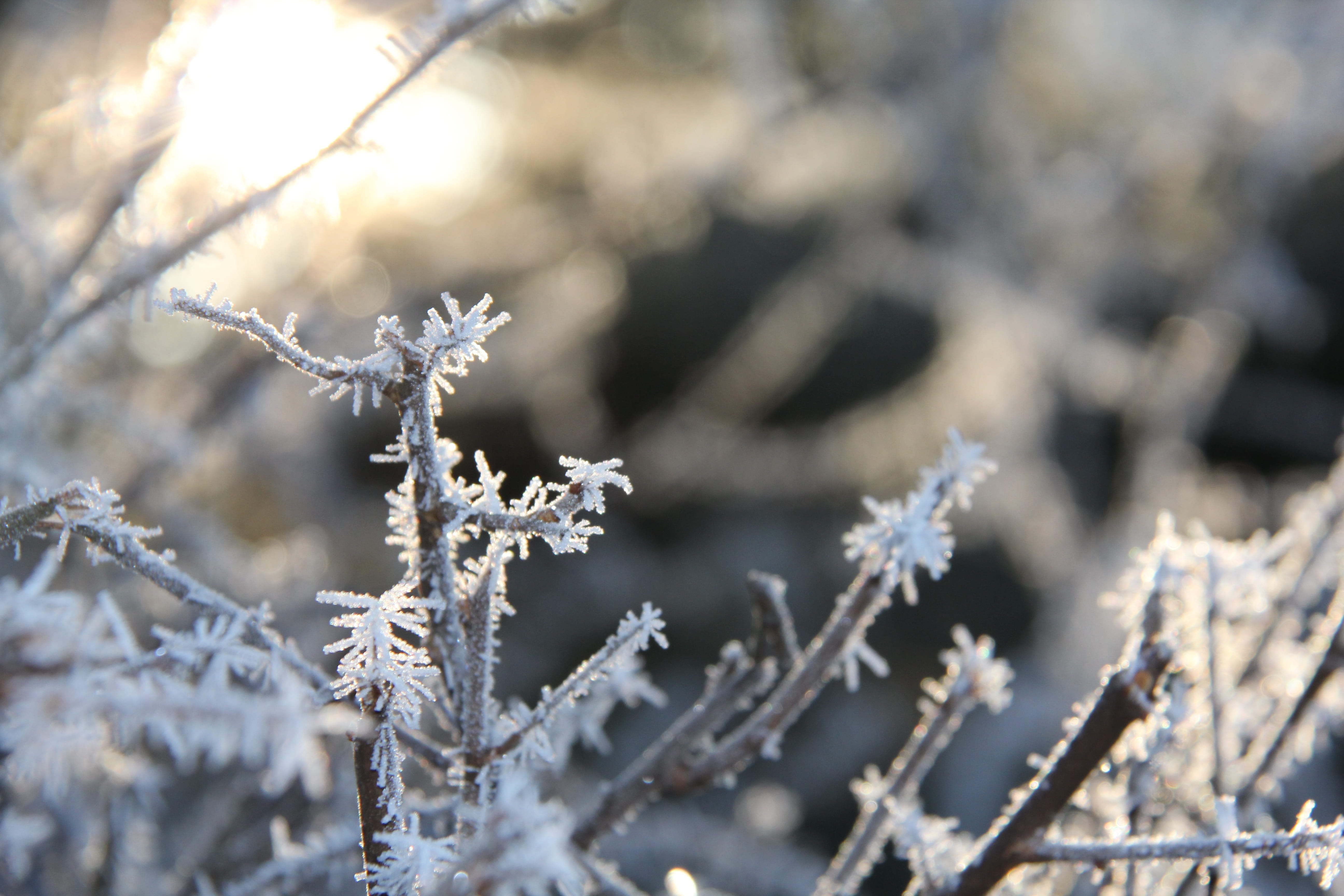 white color, branch, wintry, christmas time, tranquility, 5K, Frost, cold temperature, Christmas, nature, day, blizzard, tree, plant, advent, winter magic, HD Wallpaper