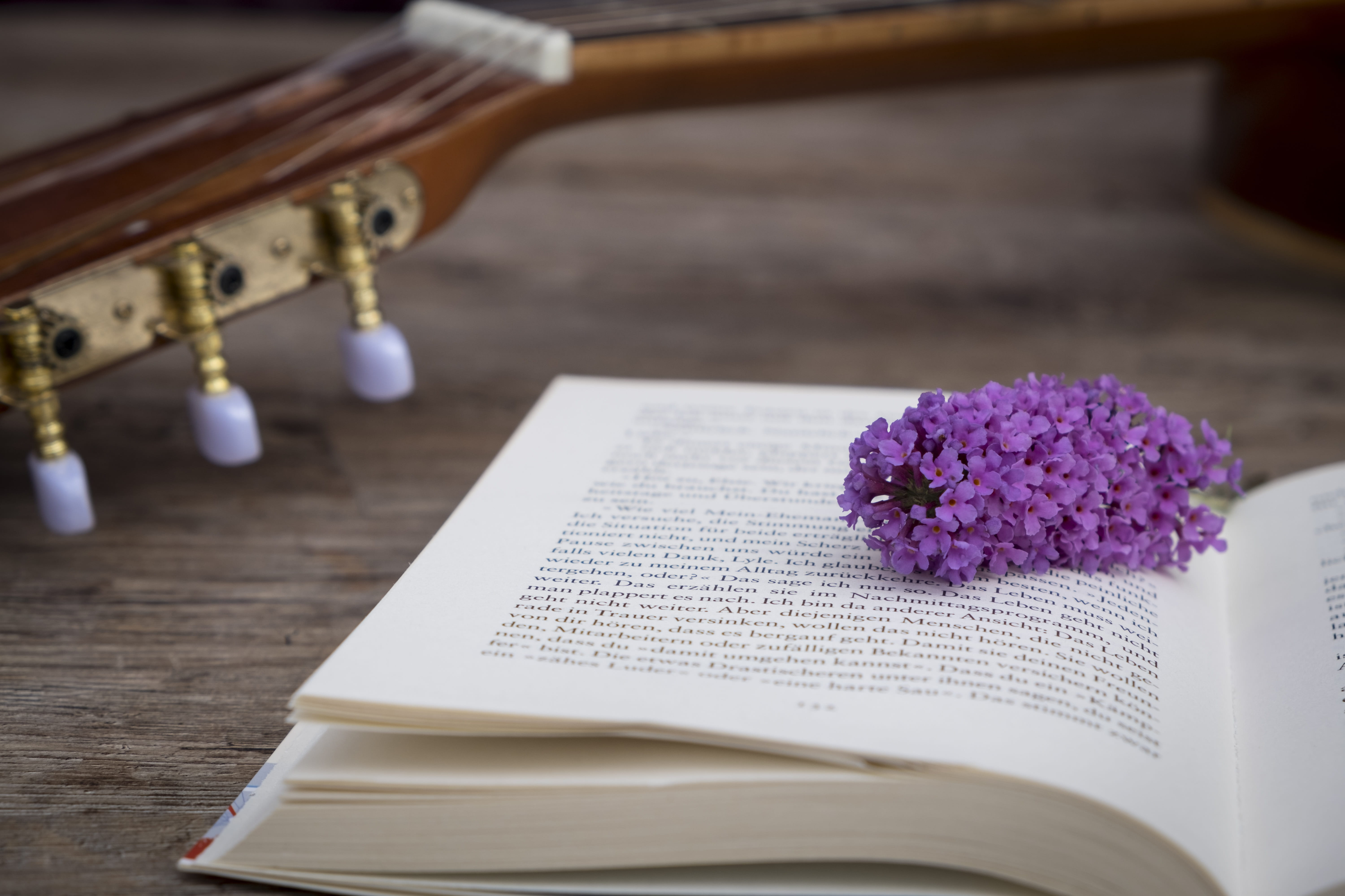 buddleja davidii, book, learn, pedagogy, close-up, education, blossom, training, bloom, focus on foreground, relax, no people, indoors, summer lilac, leisure, HD Wallpaper