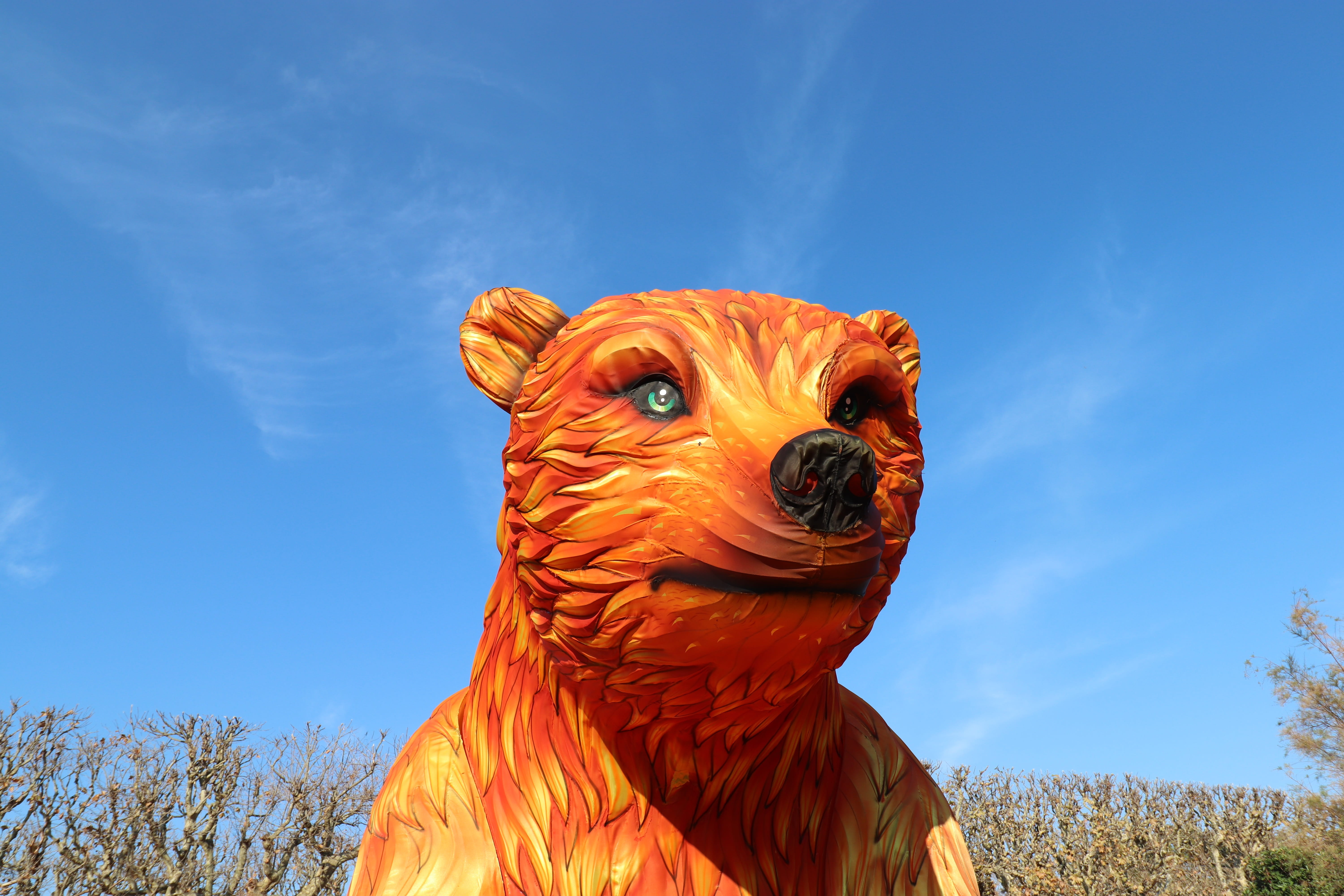 looking away, pets, bear, color orange, animal body part, museum of natural history, animal eye, animal themes, nature, blue, 5K, animal, livestock, wonderful, HD Wallpaper
