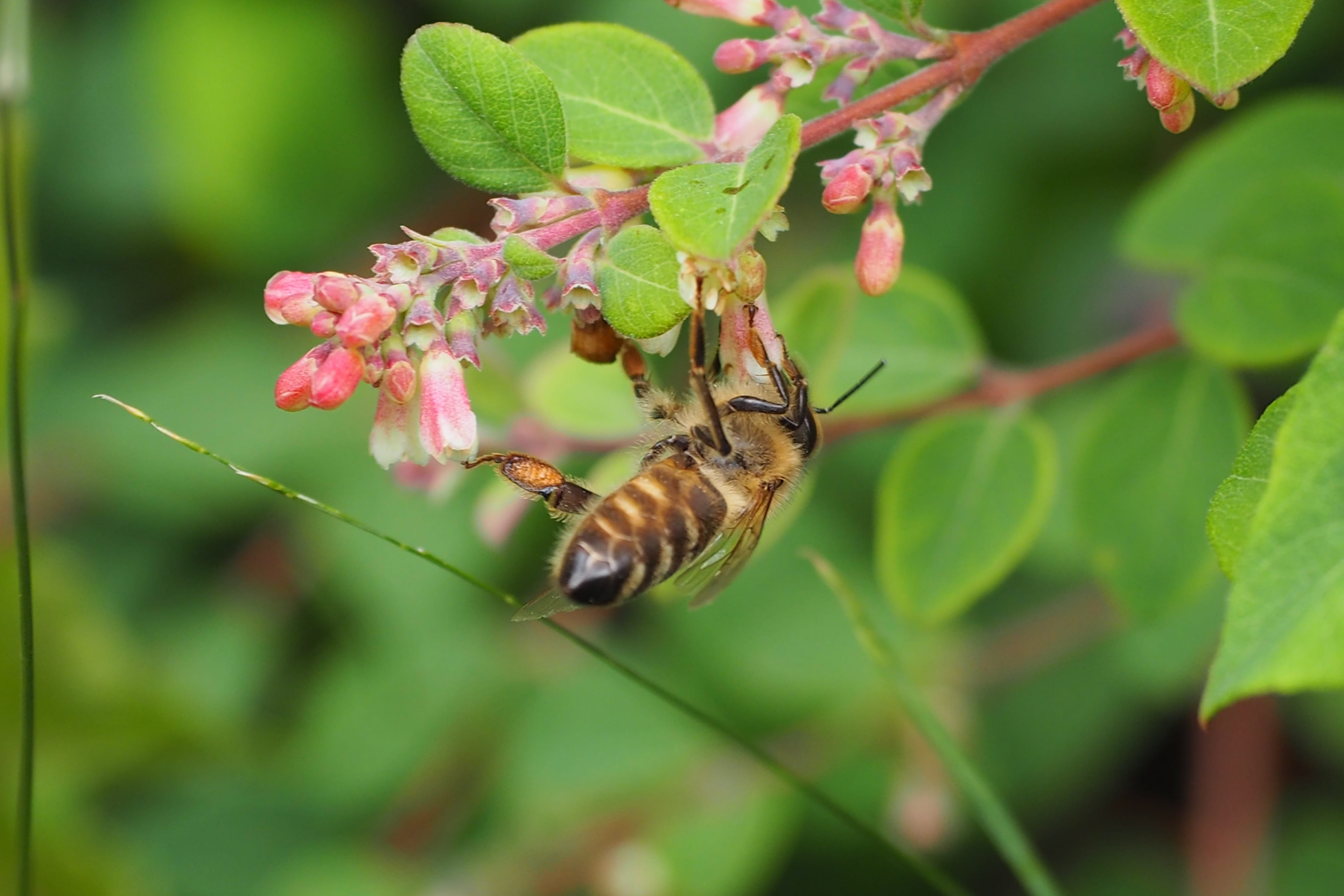 day, animal, growth, nature, bloom, flower, insect, animals in the wild, plant, plant part, pink color, pollination, flower head, one animal, vulnerability, HD Wallpaper