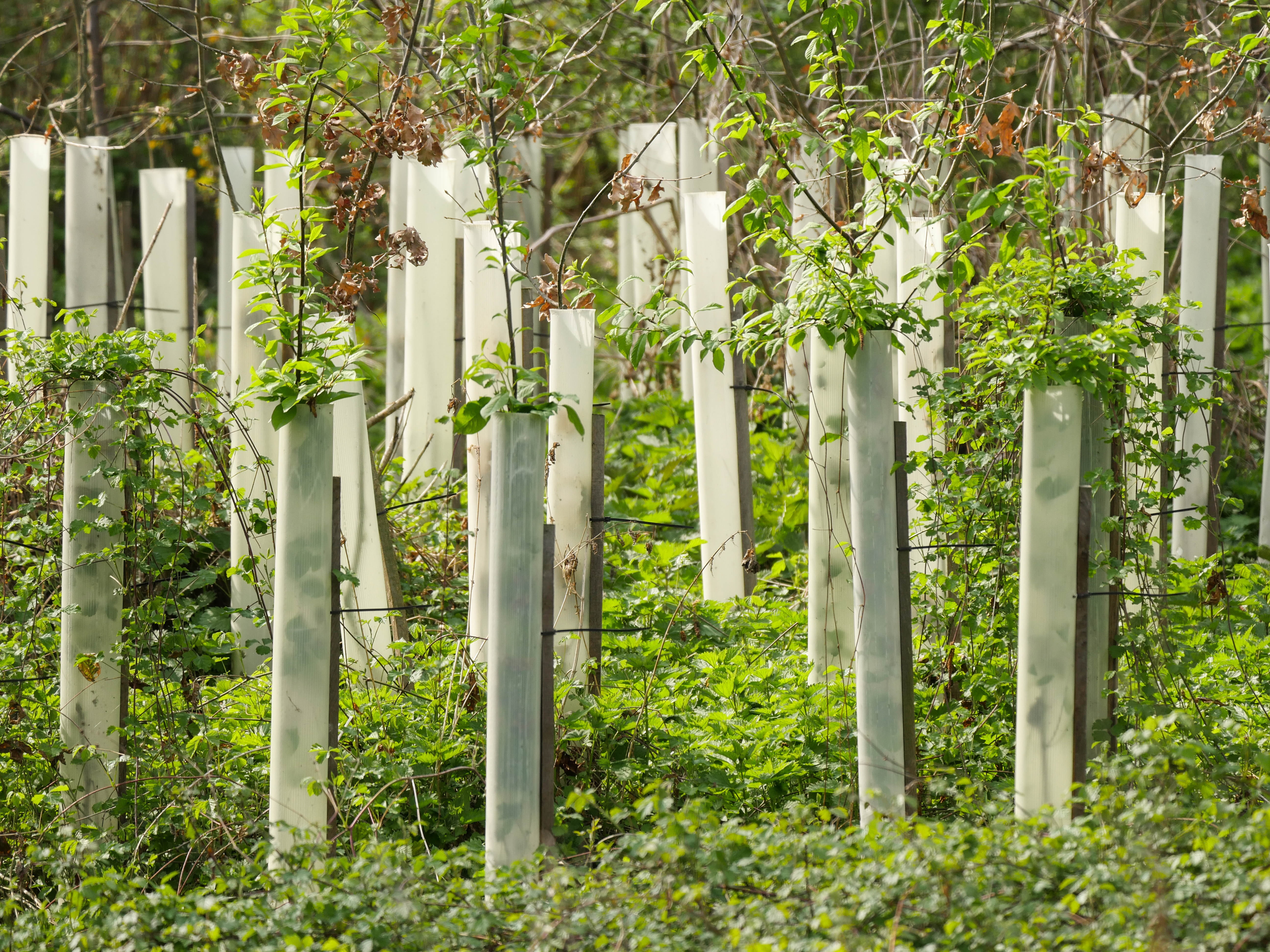 sunlight, grow, reafforestation, architectural column, protect, white color, no people, safety, beauty in nature, tranquility, nature, forest, bamboo - plant, HD Wallpaper