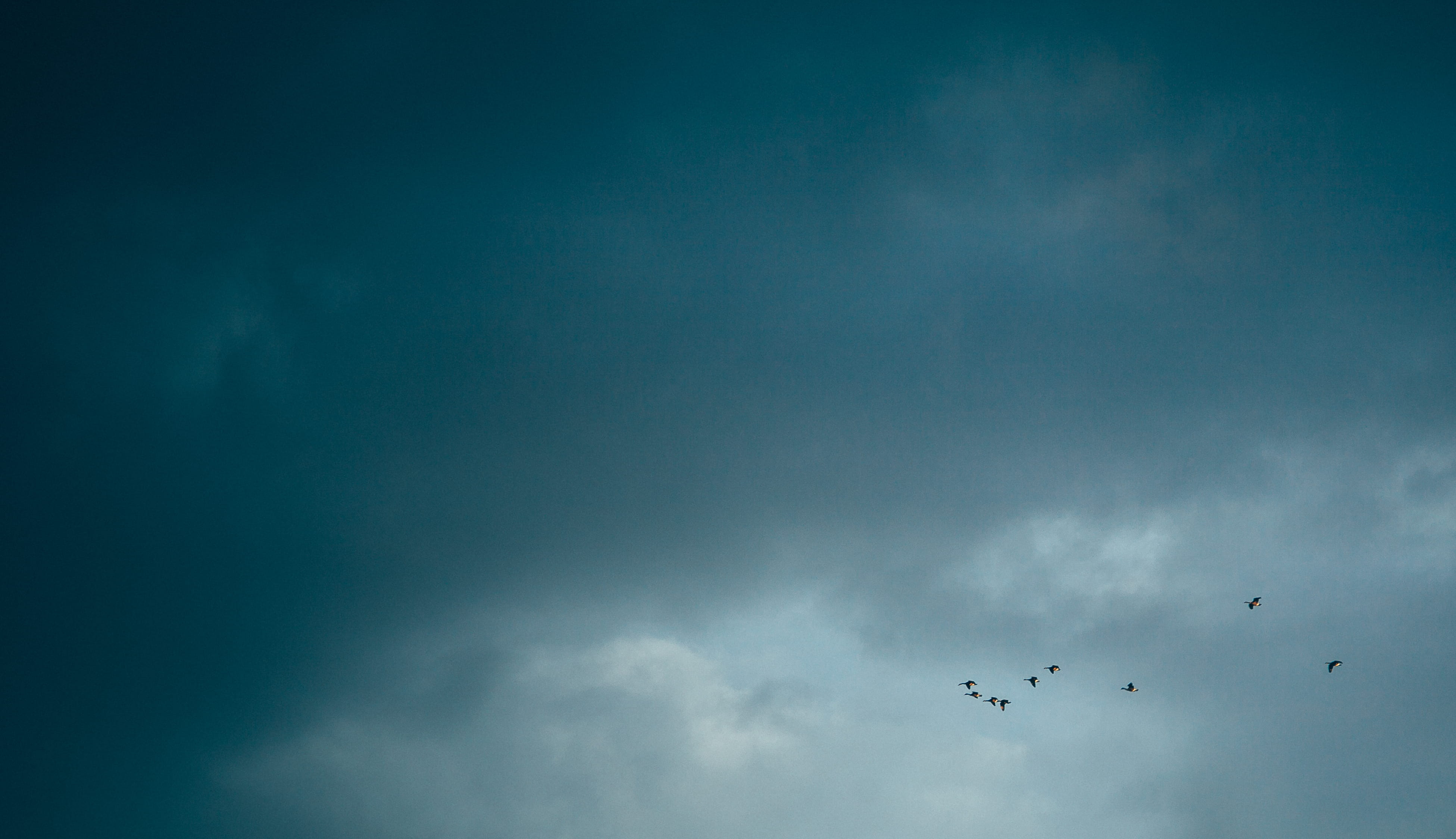 animal themes, beauty in nature, low angle view, large group of animals, 4K, animal, melrose, copy space, united states, vertebrate, blue, flying, cloud - sky, HD Wallpaper