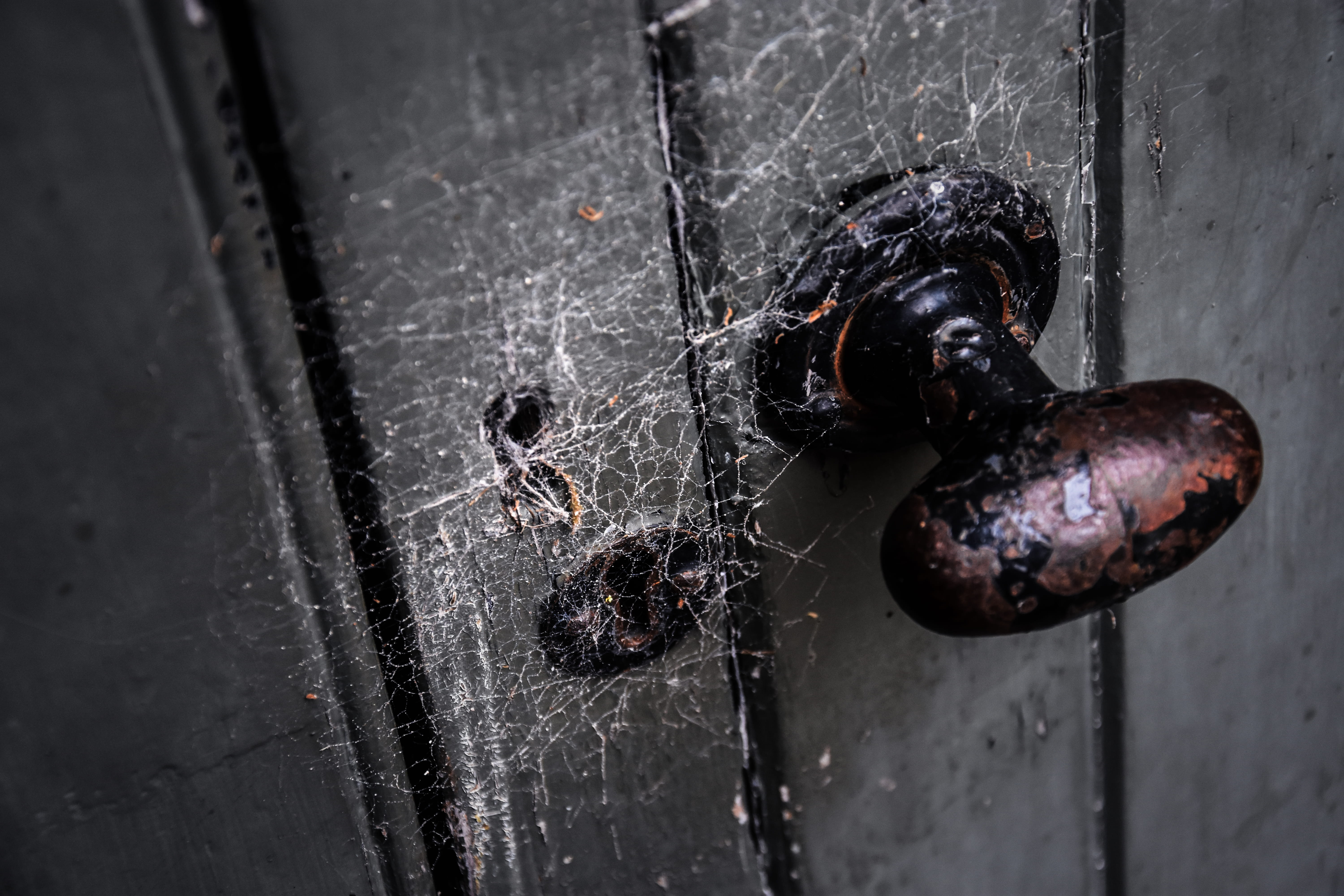 black color, one animal, spider, melrose, 5K, abandoned, black, melrose abbey, animal, day, focus on foreground, animal themes, wet, metal, summer, close-up, HD Wallpaper