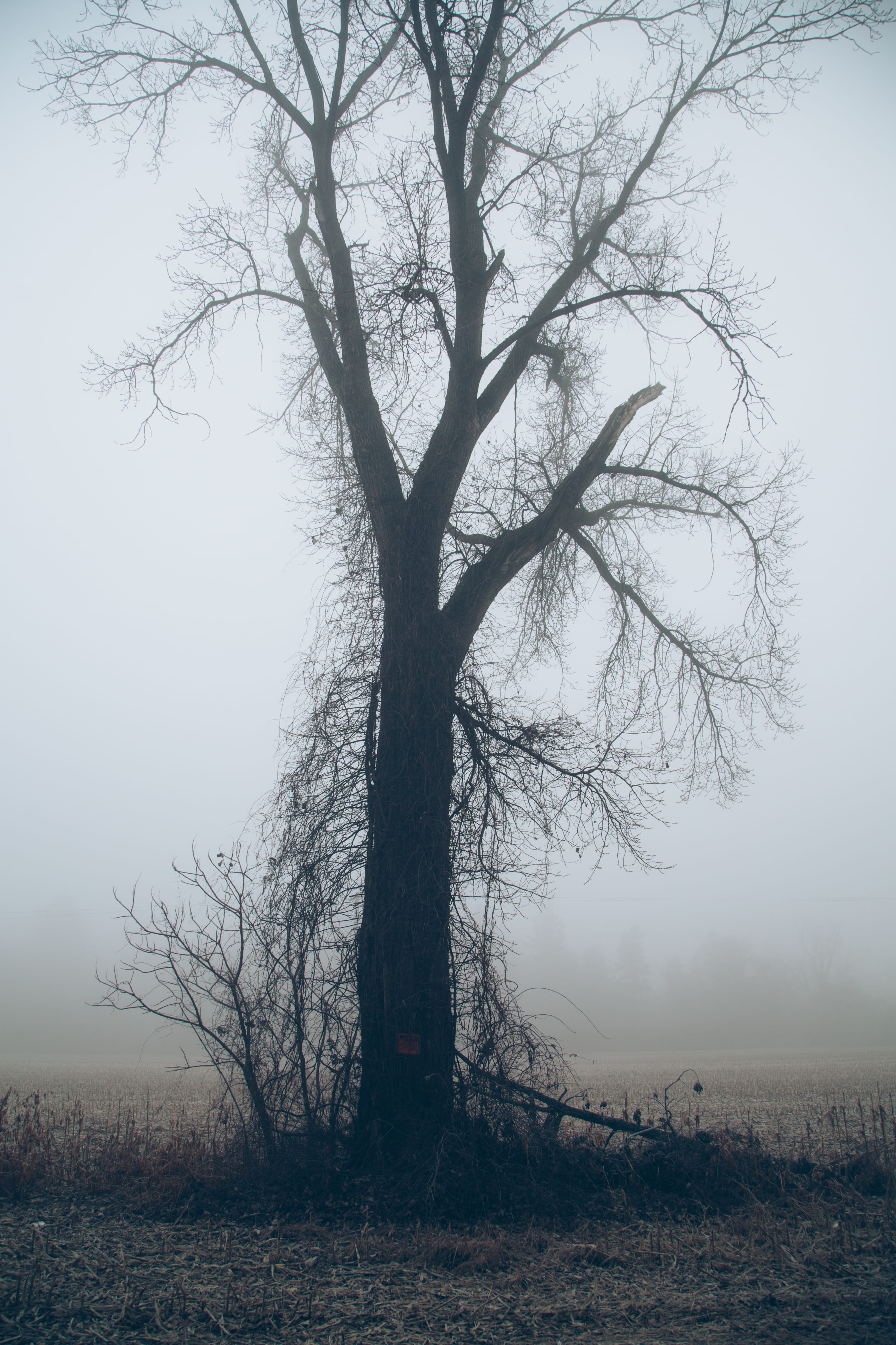 hazy, branch, trunk, beauty in nature, field, tranquil scene, no people, plant, fog, outdoors, tree, sky, isolated, non-urban scene, tree trunk, 5K, tranquility, Phone HD Wallpaper