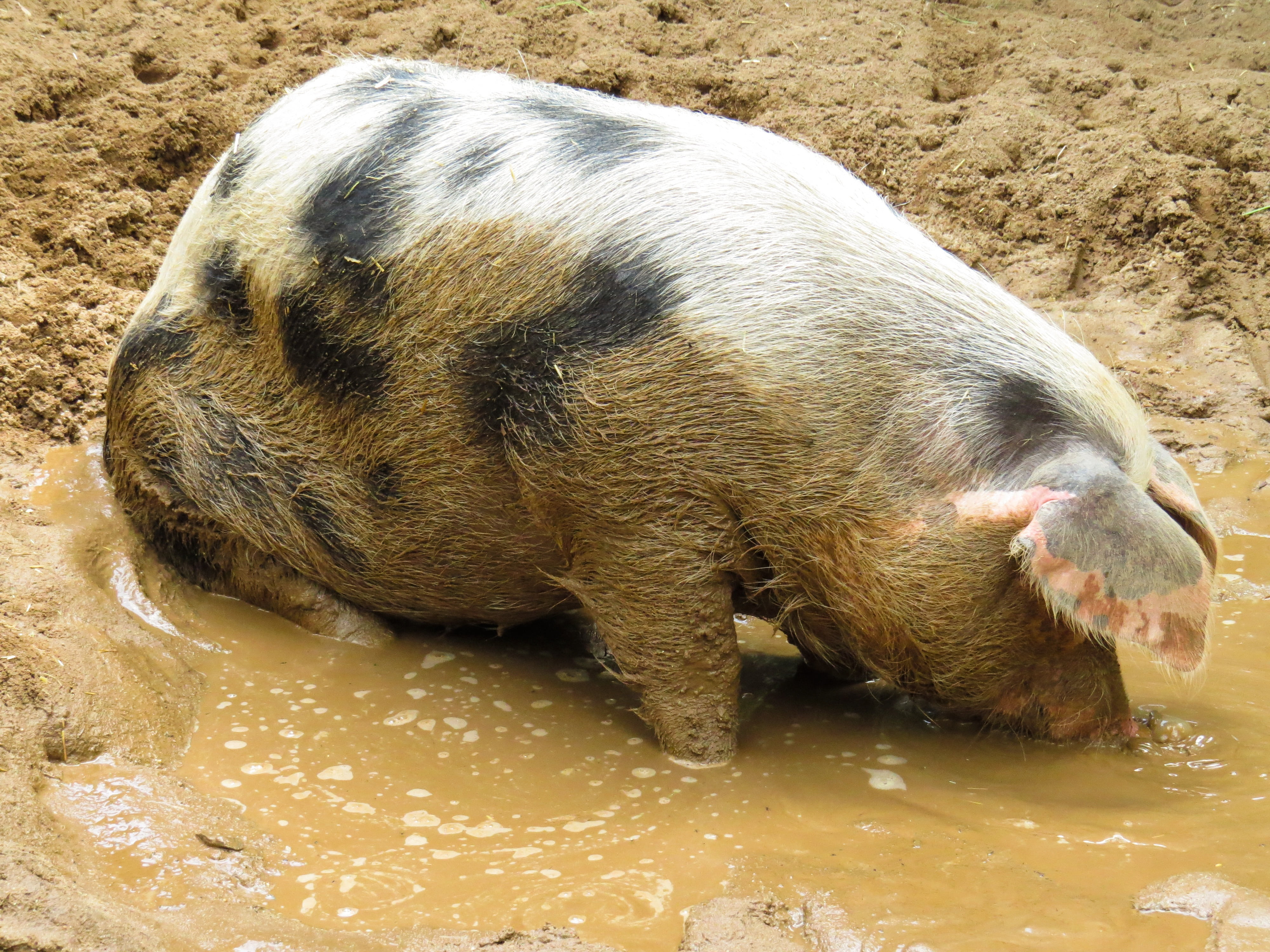 drinking, pets, wallow, no people, animal wildlife, 4K, farm, high angle view, mammal, animal, sleeping, animal themes, domestic, water, day, domestic pig, HD Wallpaper