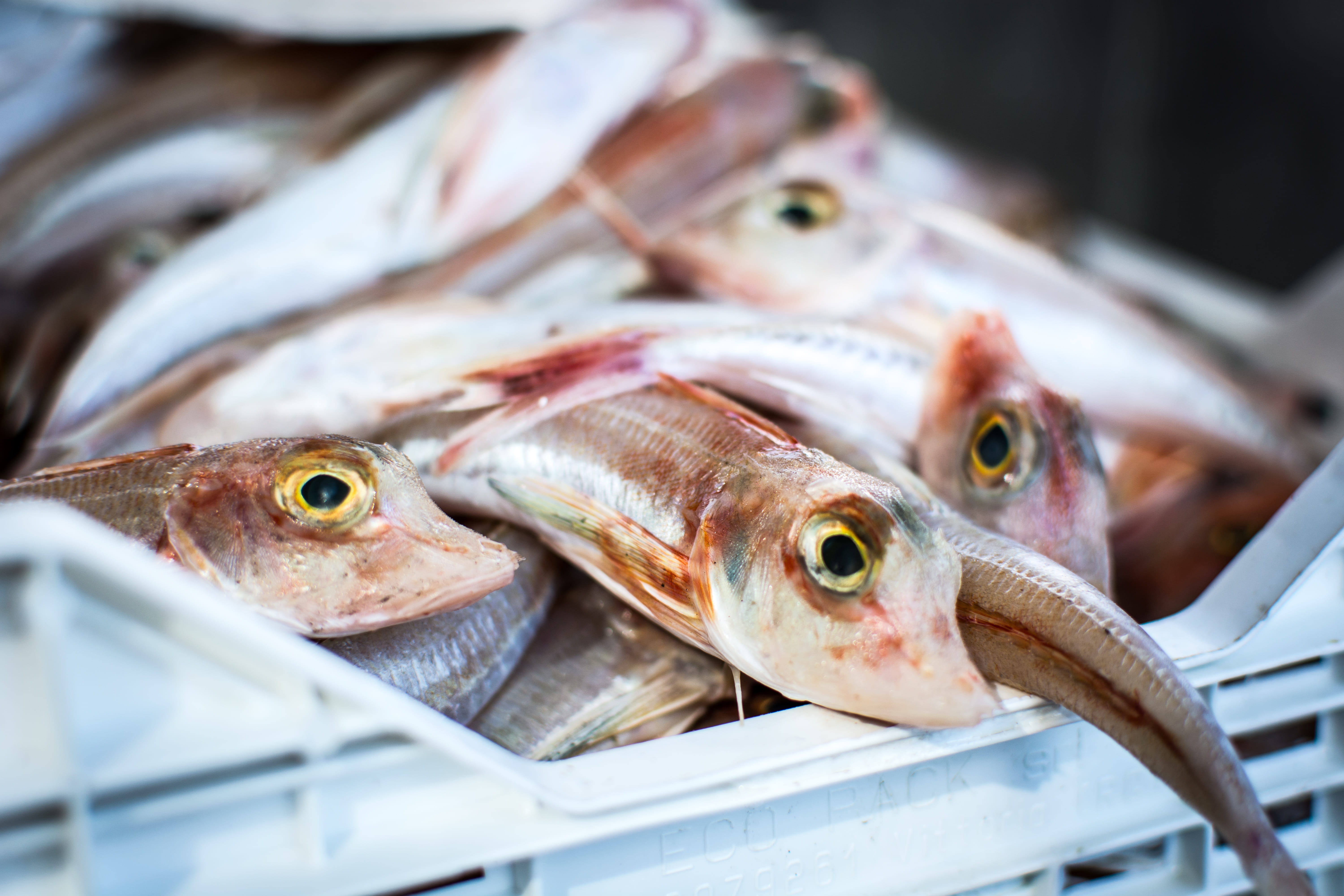 tail, vertebrate, focus on foreground, no people, close-up, food And Drink, seafood, food, fishes, market, day, ice, retail, freshness, large group of objects, HD Wallpaper