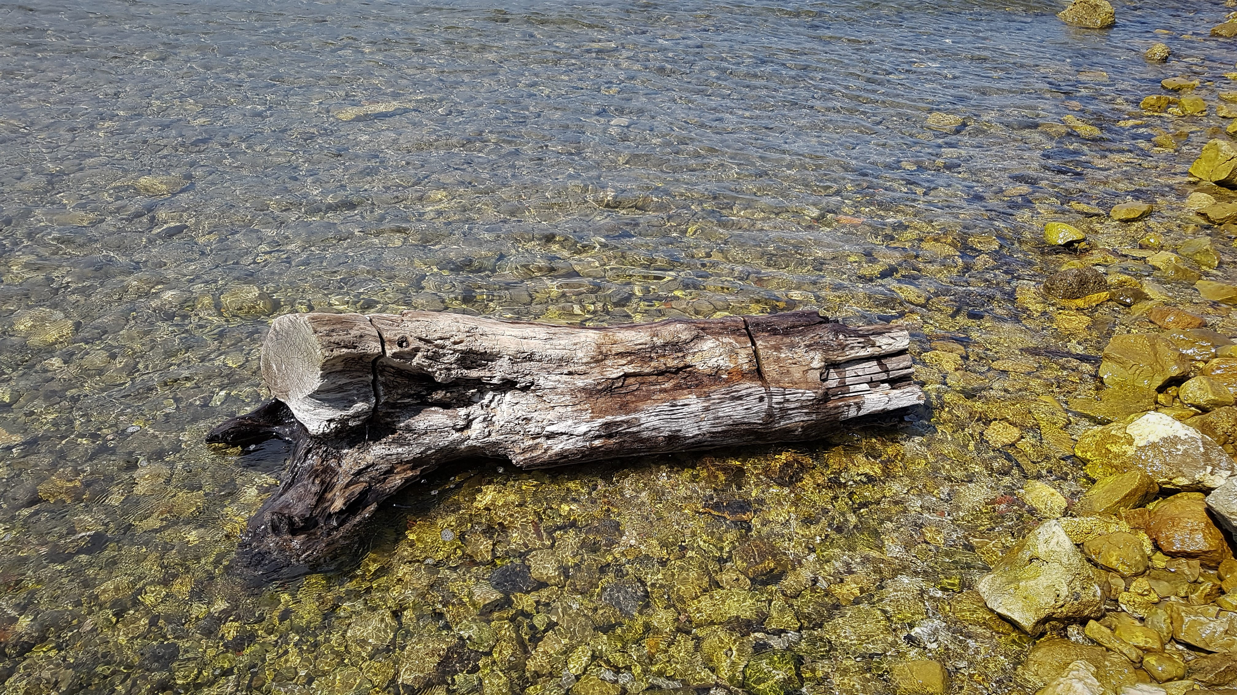 reptile, day, plant, no people, body of water, rock - object, stranded, turtle, bark, animal, tree stump, retro, driftwood, slate, log, hardwood, waterfront, HD Wallpaper