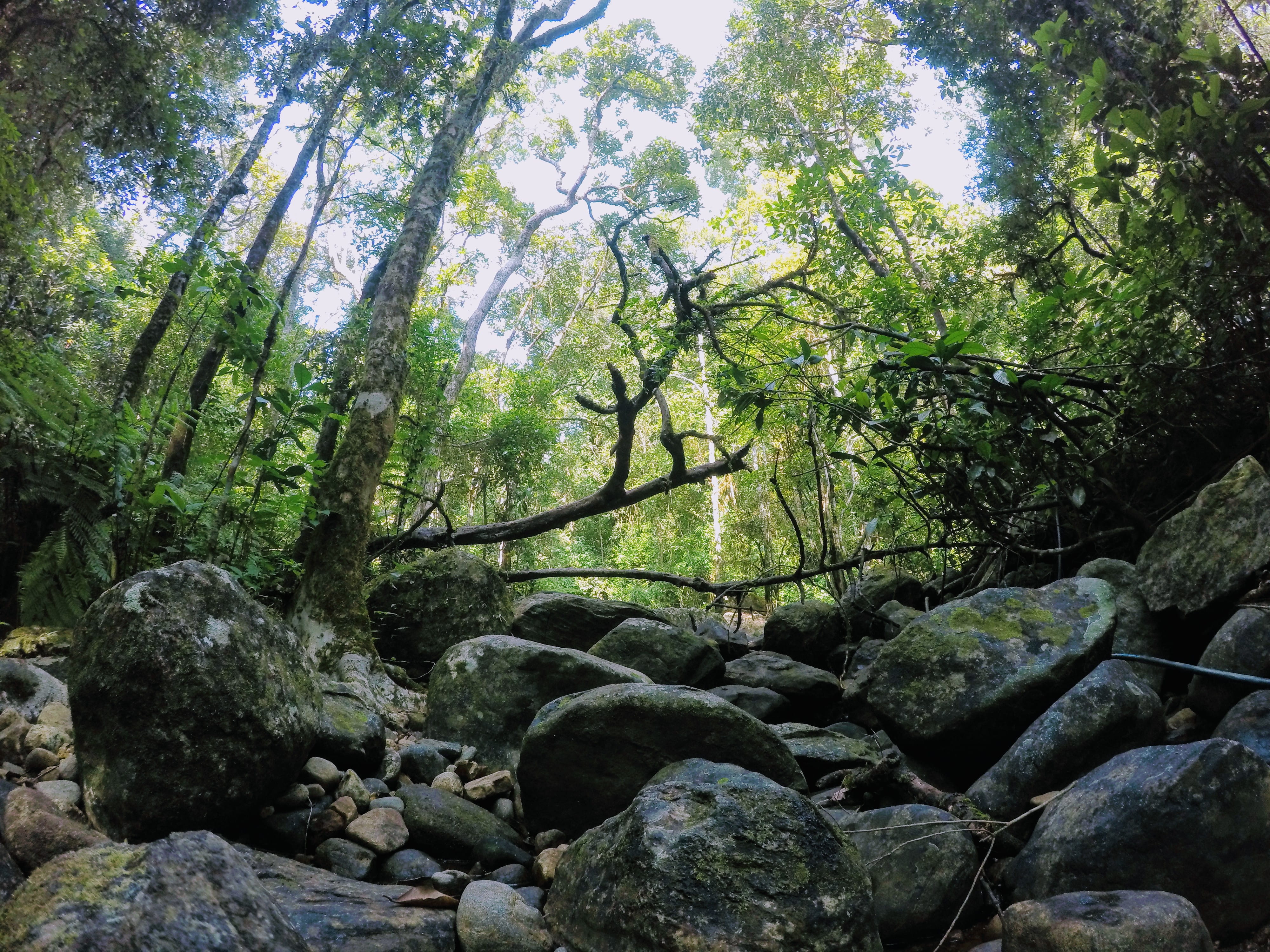 rock, trees, slate, vegetation, vellarimala, solid, plant, day, flowing water, no people, land, fir, creek, beauty in nature, tree, forest, gray, stream, HD Wallpaper