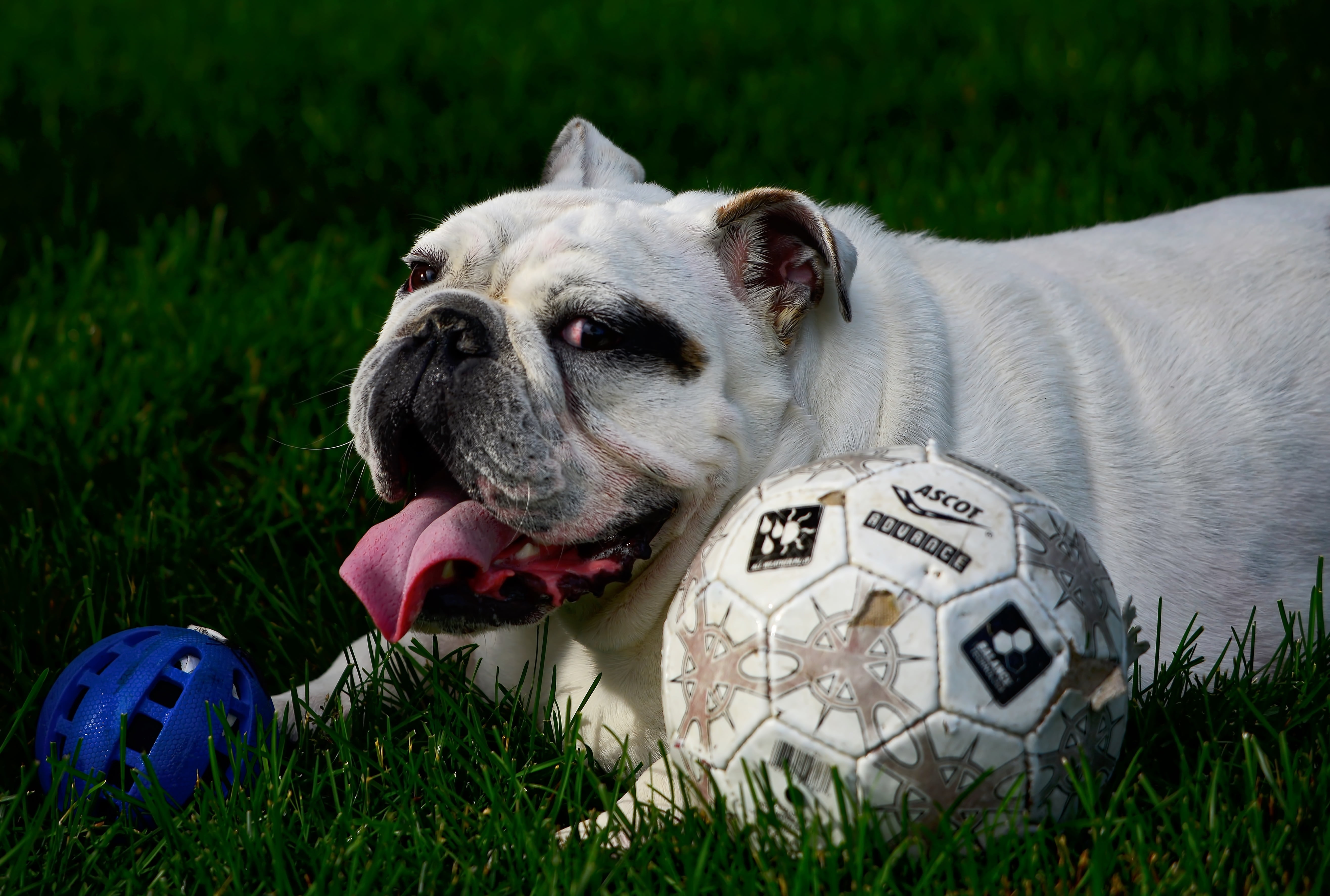 5K, bulldog, domestic, mouth open, domestic animals, mammal, white color, game, animal themes, summer, québec, no people, pets, ball, animal head, portrait, HD Wallpaper