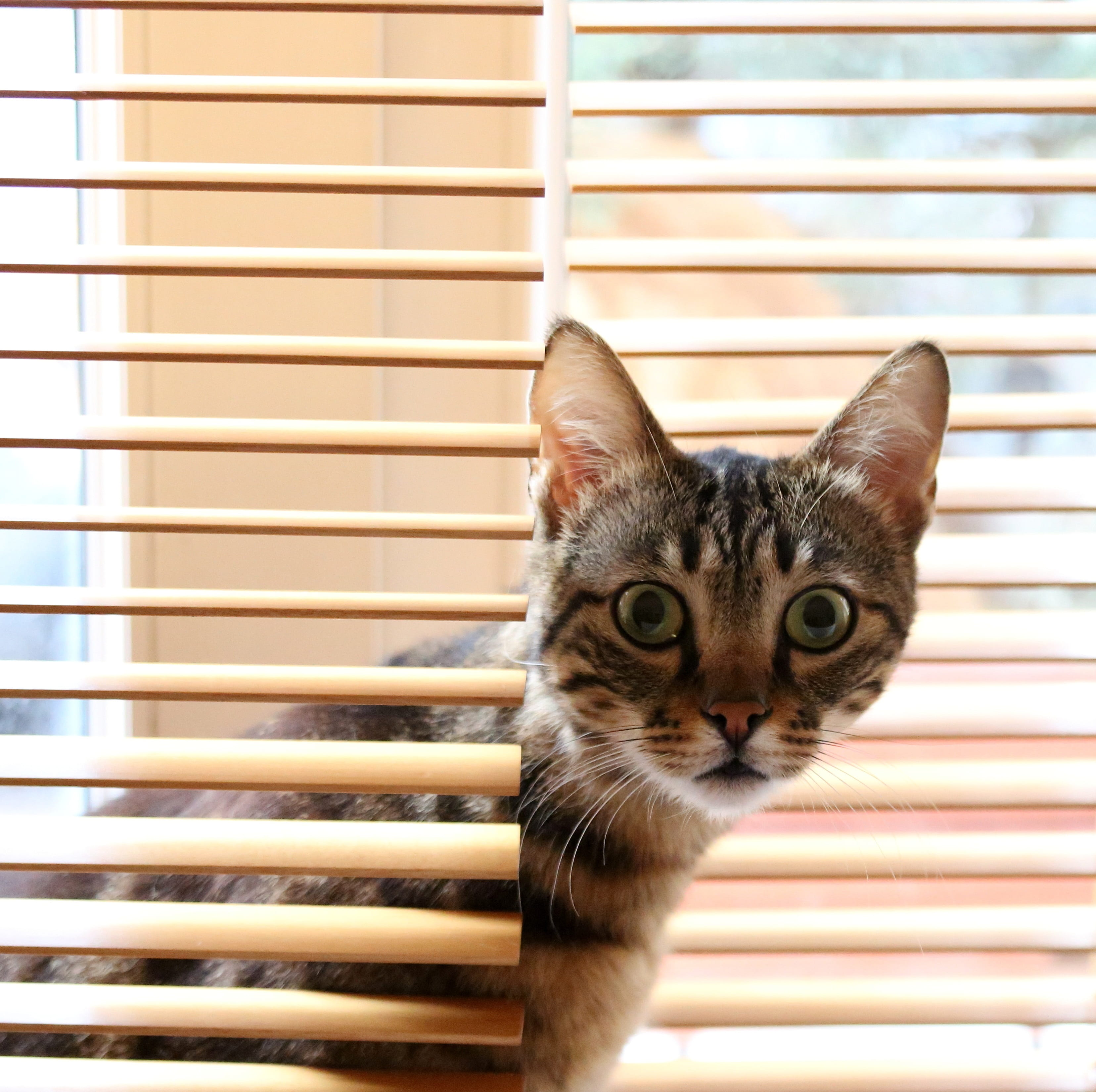 2K, indoors, cat, feline, animal, animal eye, cute, blinds, mammal, pets, animal themes, domestic, warm, portrait, no people, looking at camera, vertebrate, HD Wallpaper