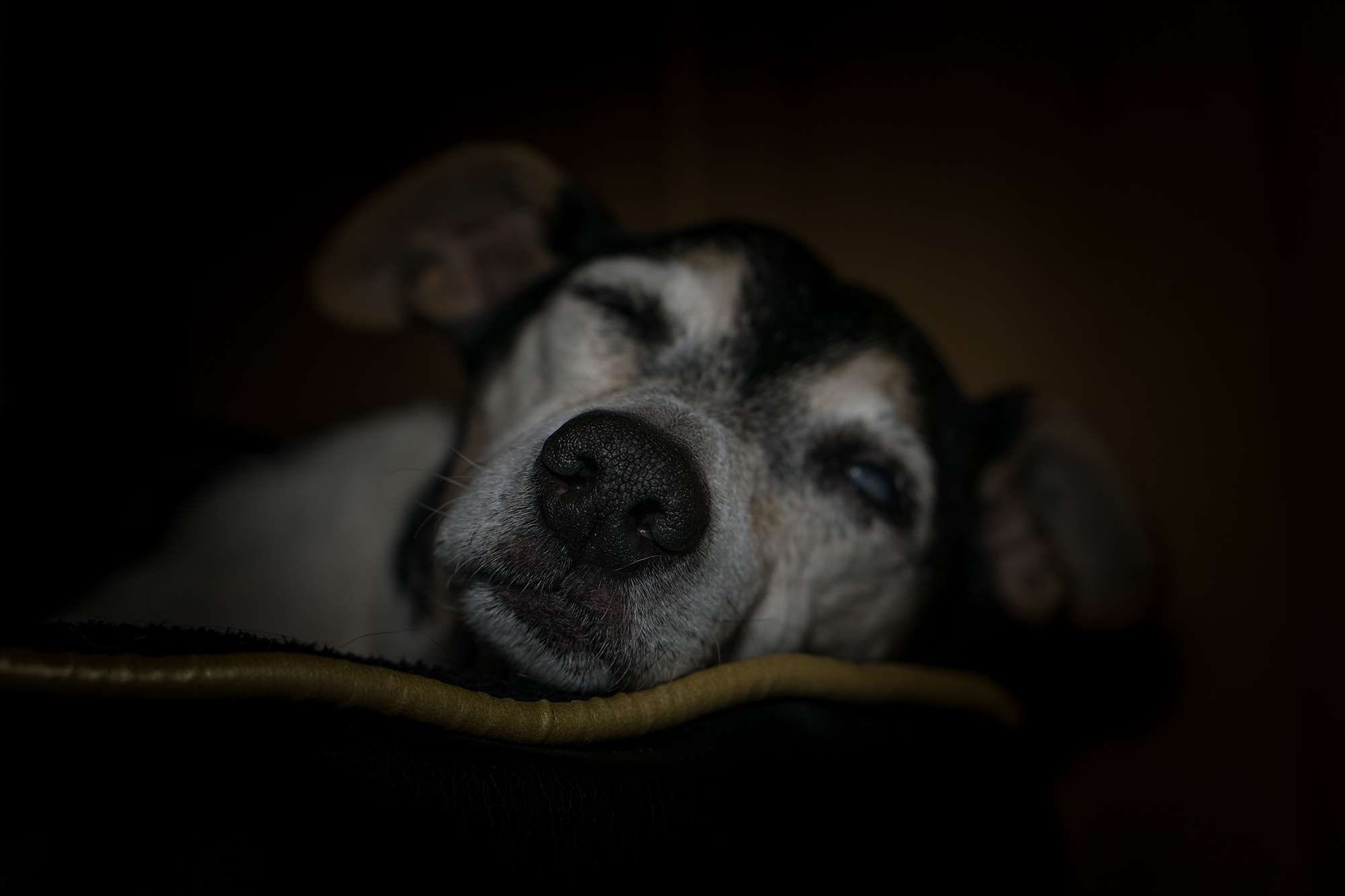 old, animal, eyes, dog, ears, animal eye, fur, jack russel, care dog, blind, domestic animals, friendship, studio shot, mammal, close-up, domestic dog, HD Wallpaper
