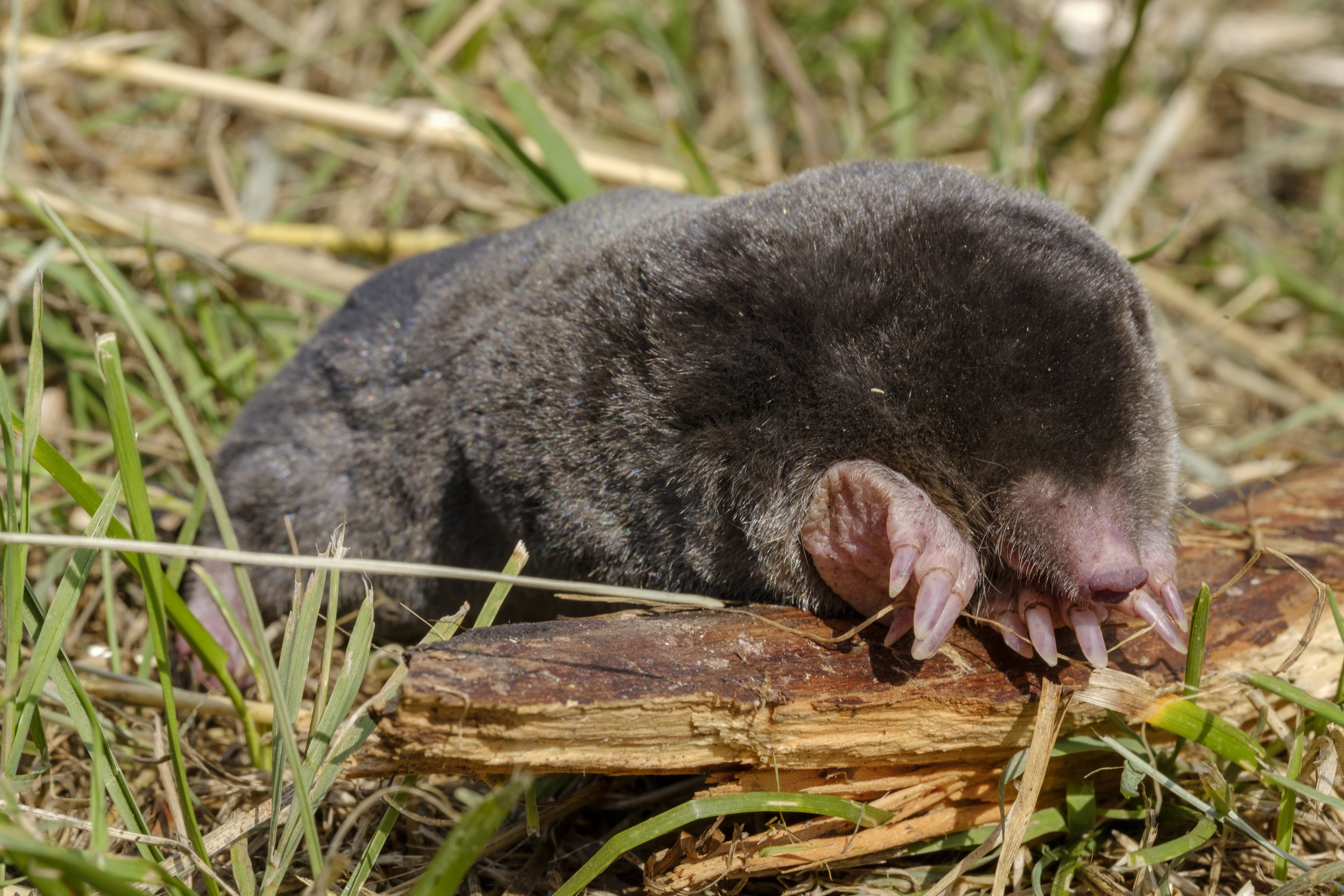 close-up, rat, dig, no people, mammal, work, animals in the wild, blind, 5K, eulipotyphla, day, field, talpidae, mouth open, outdoors, mound of earth, HD Wallpaper