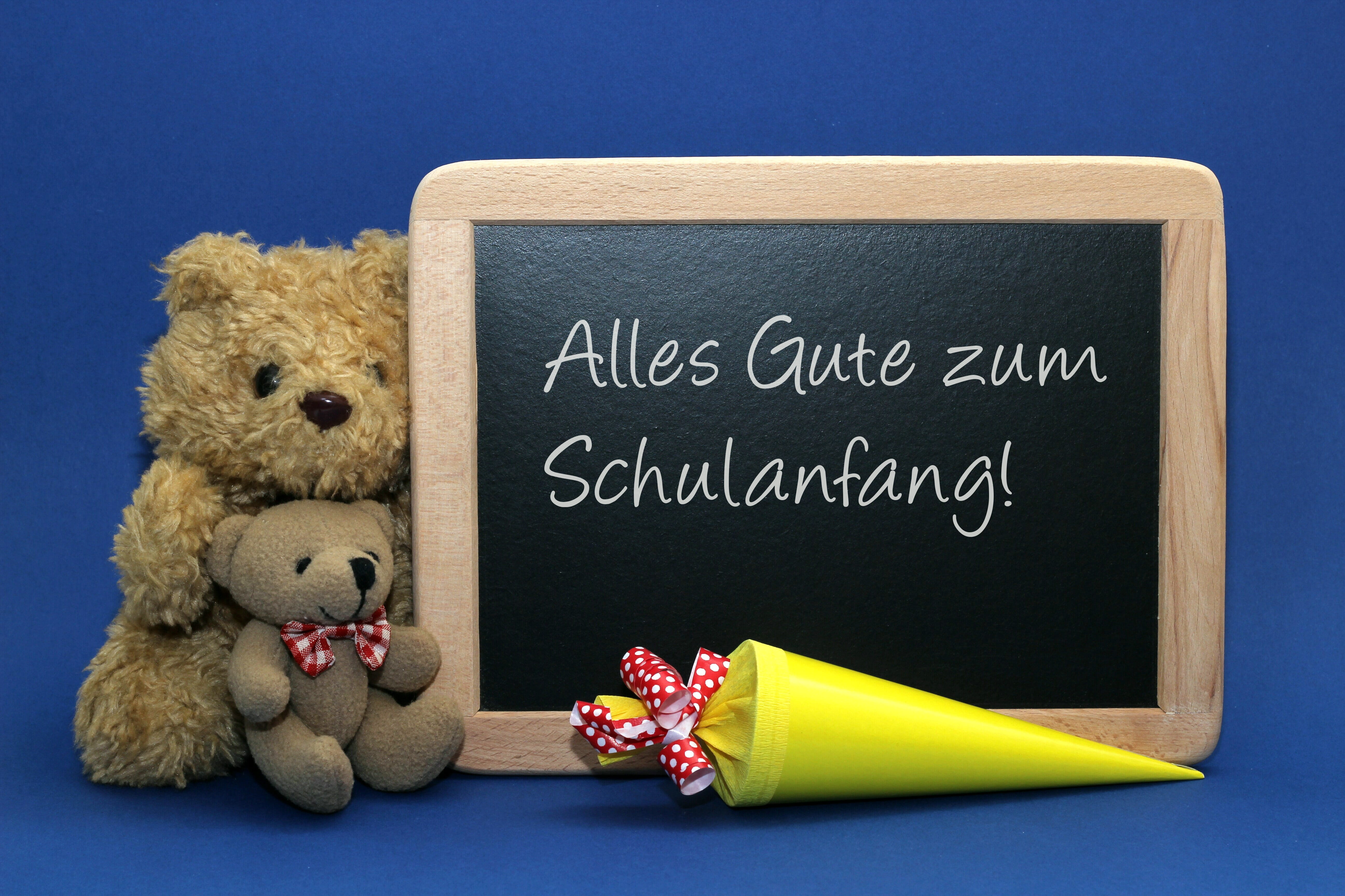 stuffed toy, studio shot, 5K, back to school, blackboard, schulbeginn, write, message, emotion, schultüte, school enrollment, cute, text, board, school, HD Wallpaper