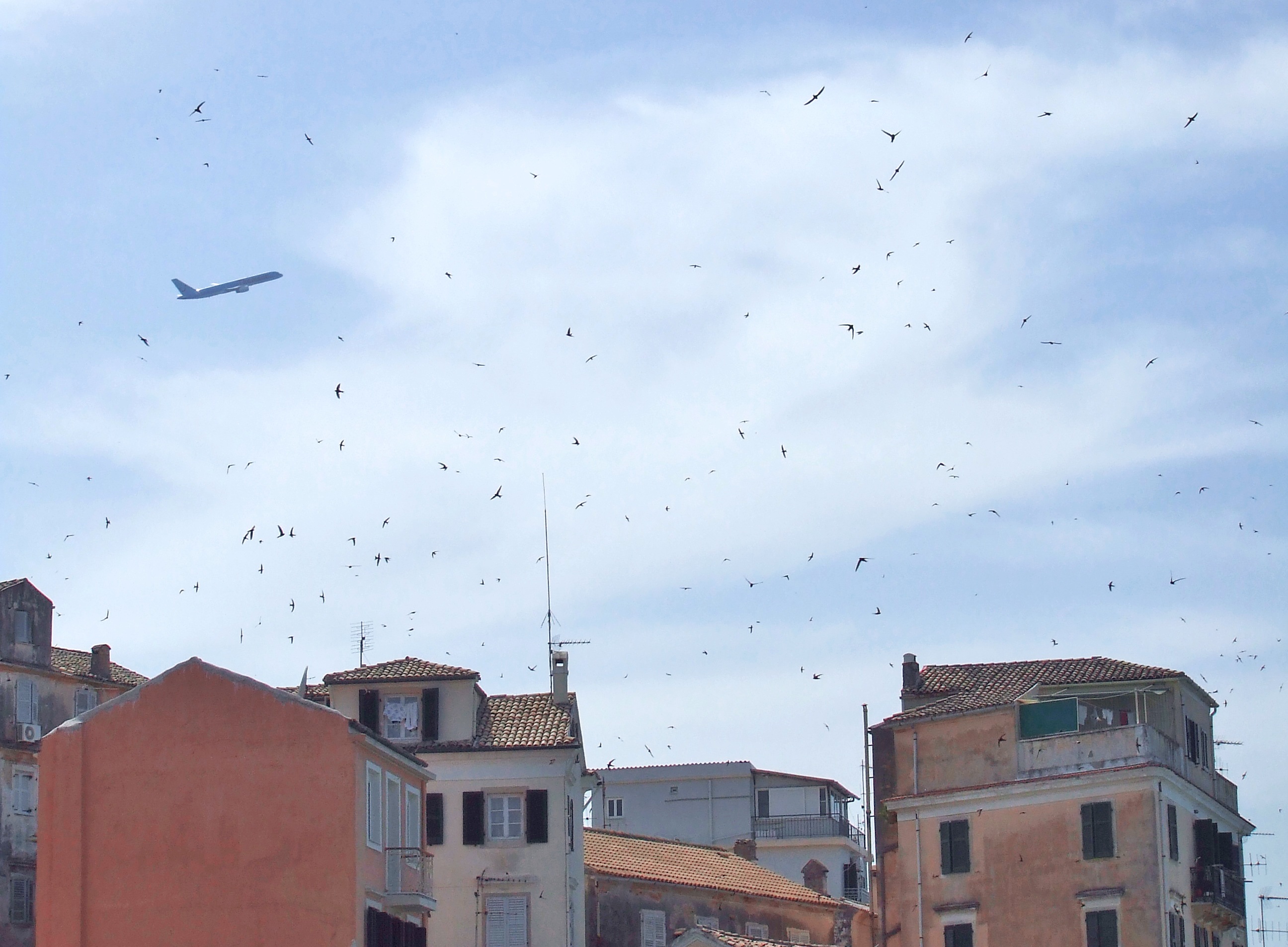 town, flock of birds, birds, airplane, city, large group of animals, swallows, bird, greece, taking off, animal, historic, animals in the wild, europe, HD Wallpaper