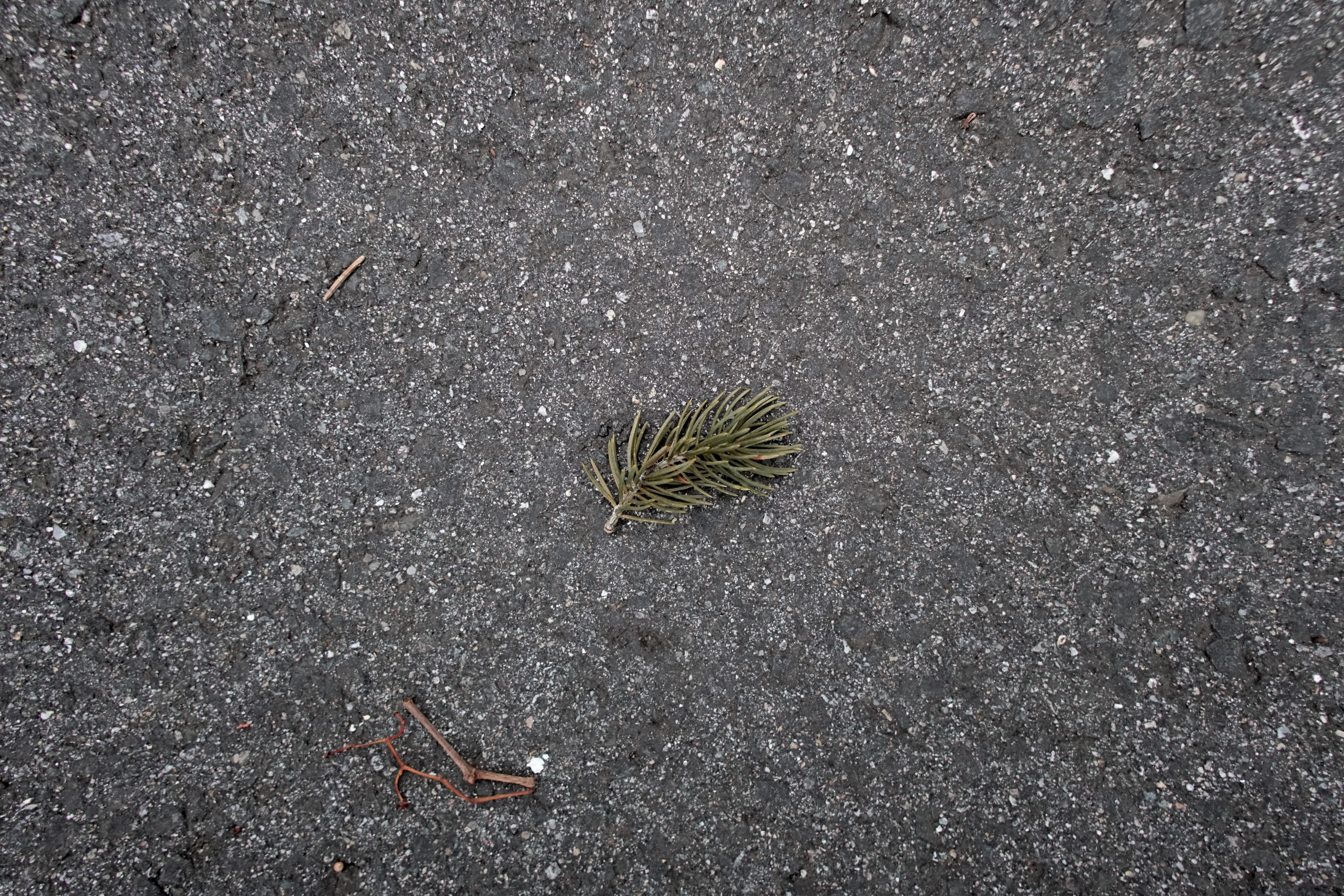 meriden, dead, sidewalk, asphalt, holidays, directly above, christmas, street, christmas tree, plant, end, outdoors, animals in the wild, high angle view, HD Wallpaper