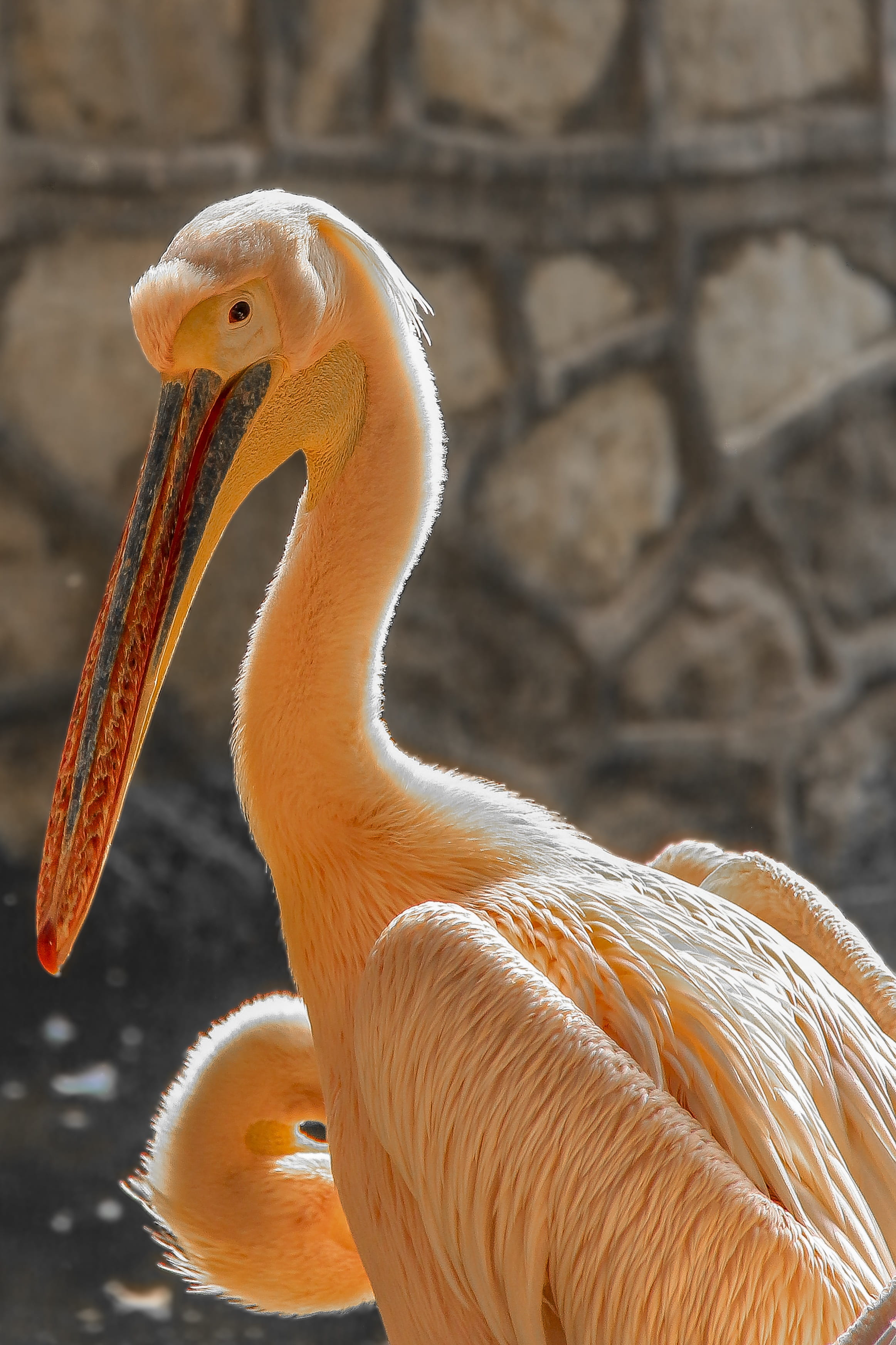 egypt, zoo, day, one animal, vertebrate, focus on foreground, great, pelican, outdoors, visit, cute, orange color, flamingo, big, animal body part, animals in the wild, Phone HD Wallpaper