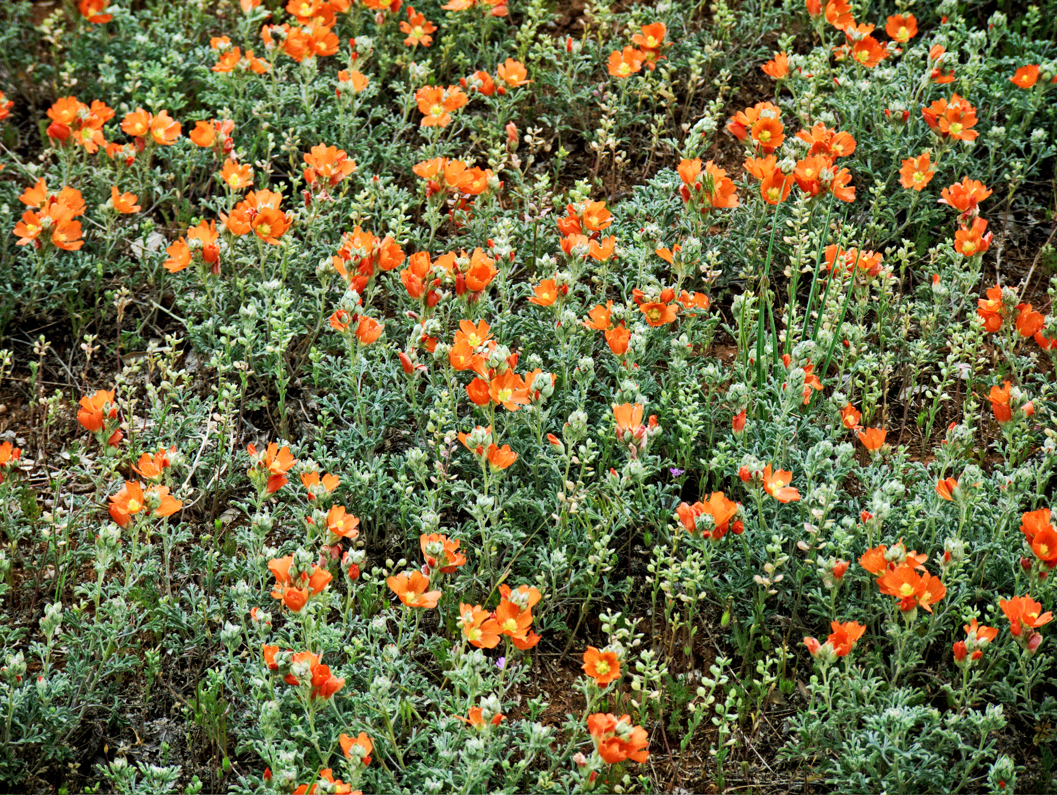 poppy, field, online hobby center, learn a hobby, fragility, hobby, flowerbed, outdoors, green, growth, orange, full frame, close-up, vulnerability, plant, HD Wallpaper