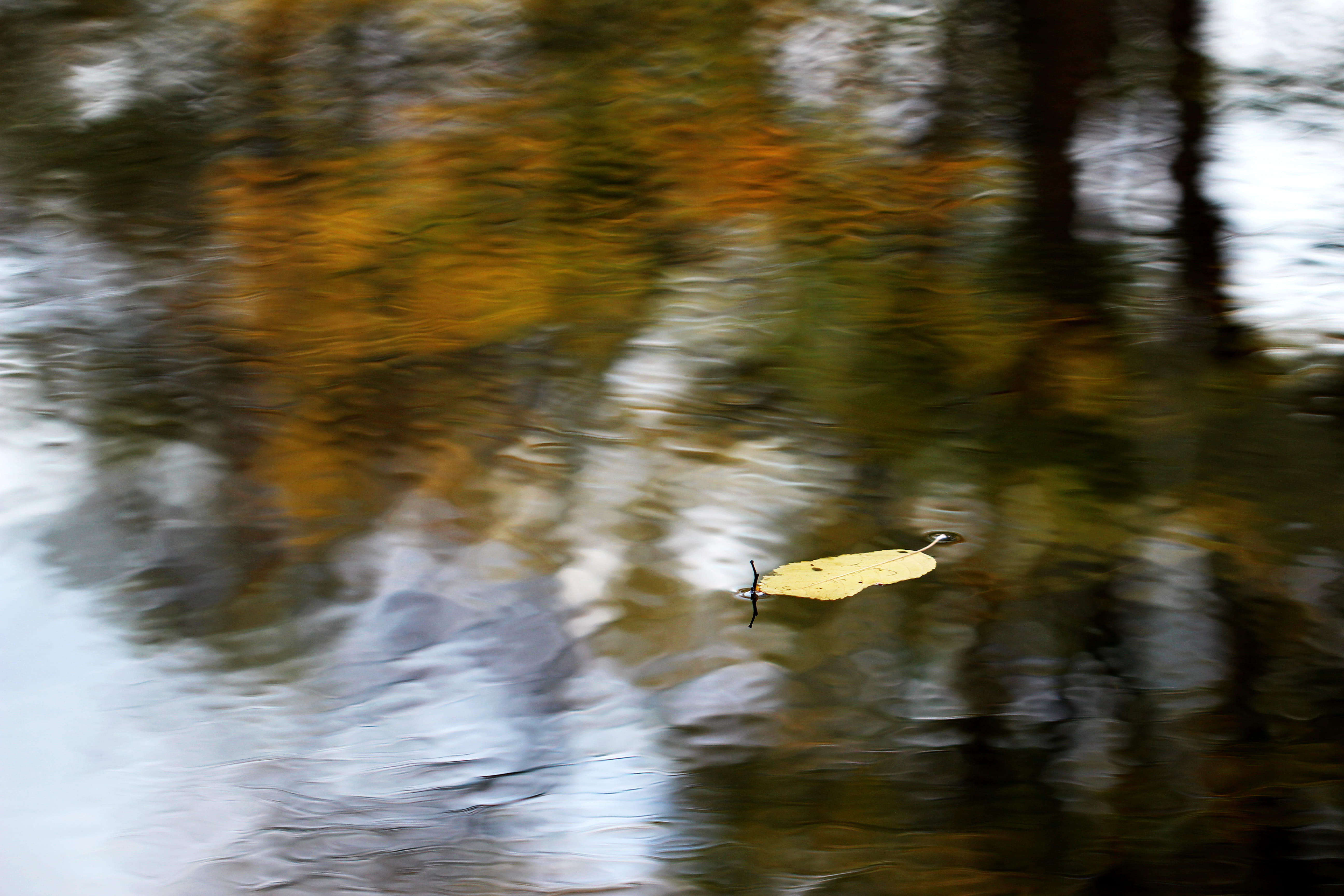 bird, floating, soft tones, waterfront, animal themes, aquarell, vertebrate, day, no people, nature, one animal, leave, 5K, autumn, outdoors, animals in the wild, HD Wallpaper
